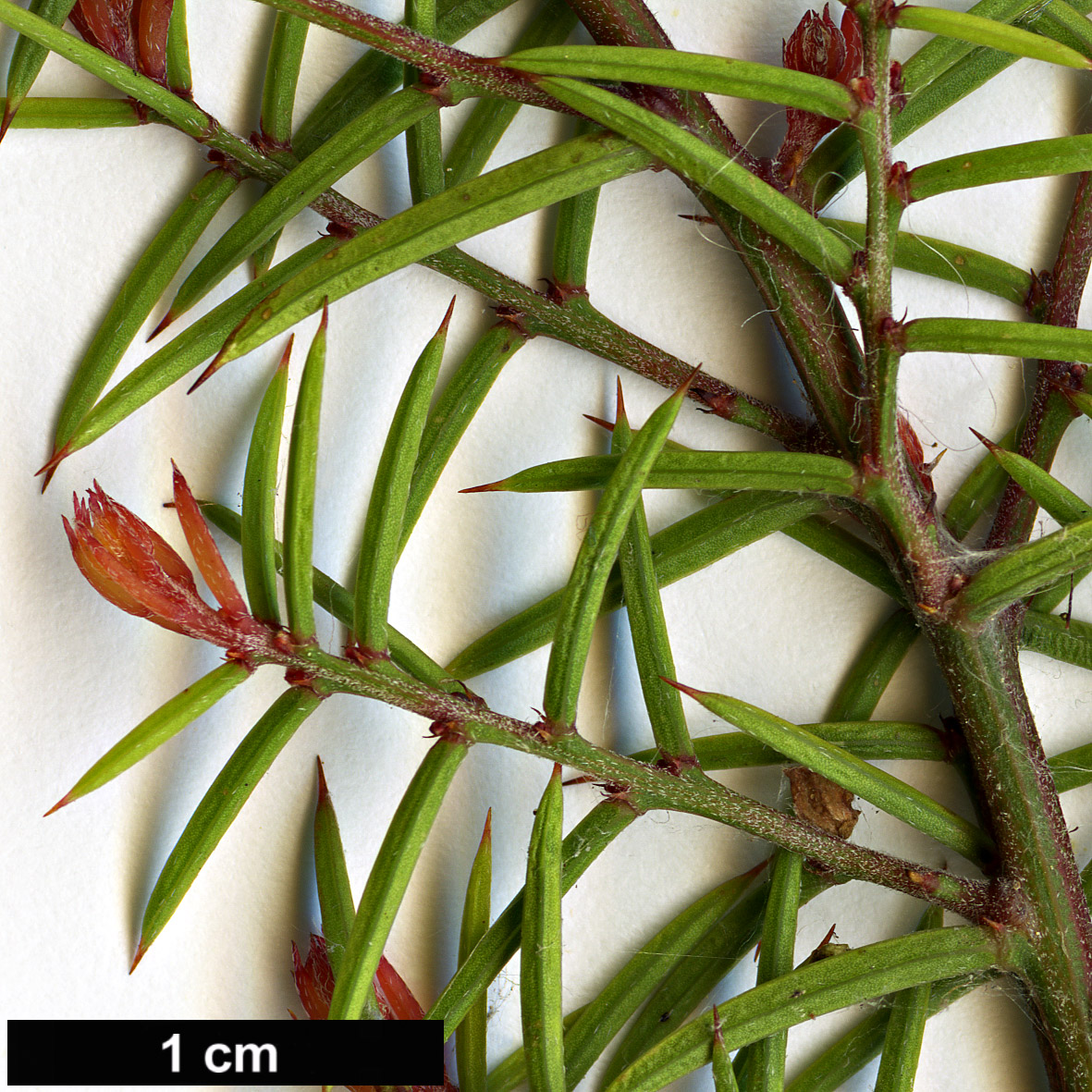 High resolution image: Family: Fabaceae - Genus: Acacia - Taxon: axillaris