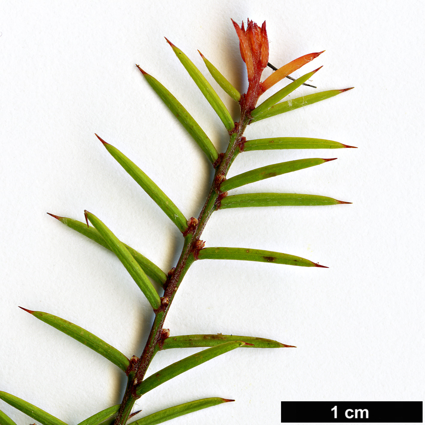High resolution image: Family: Fabaceae - Genus: Acacia - Taxon: axillaris
