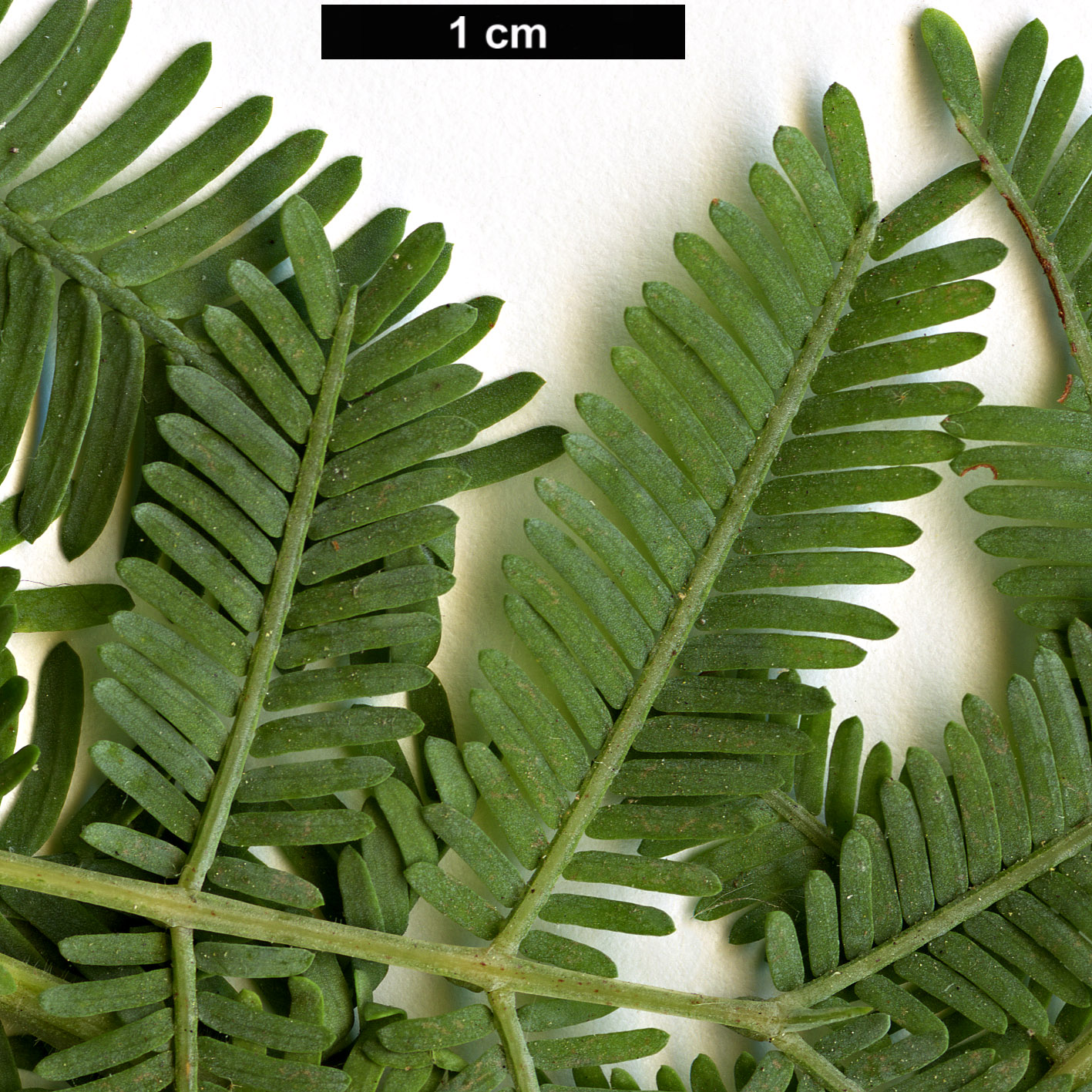 High resolution image: Family: Fabaceae - Genus: Acacia - Taxon: baileyana