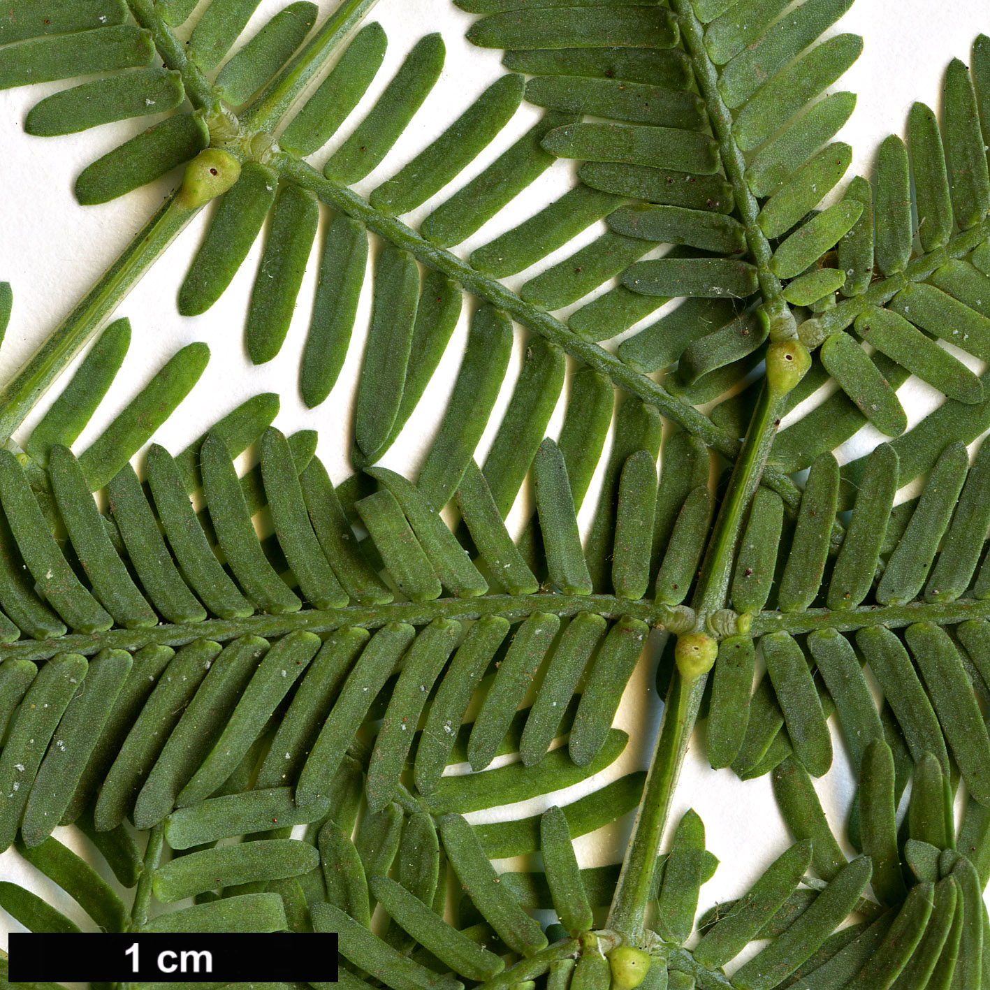 High resolution image: Family: Fabaceae - Genus: Acacia - Taxon: baileyana