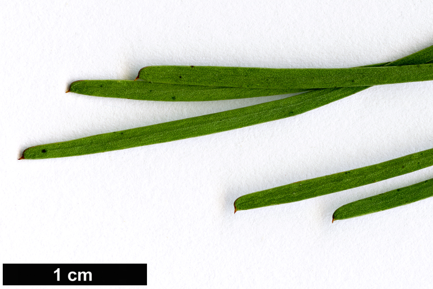 High resolution image: Family: Fabaceae - Genus: Acacia - Taxon: boormanii