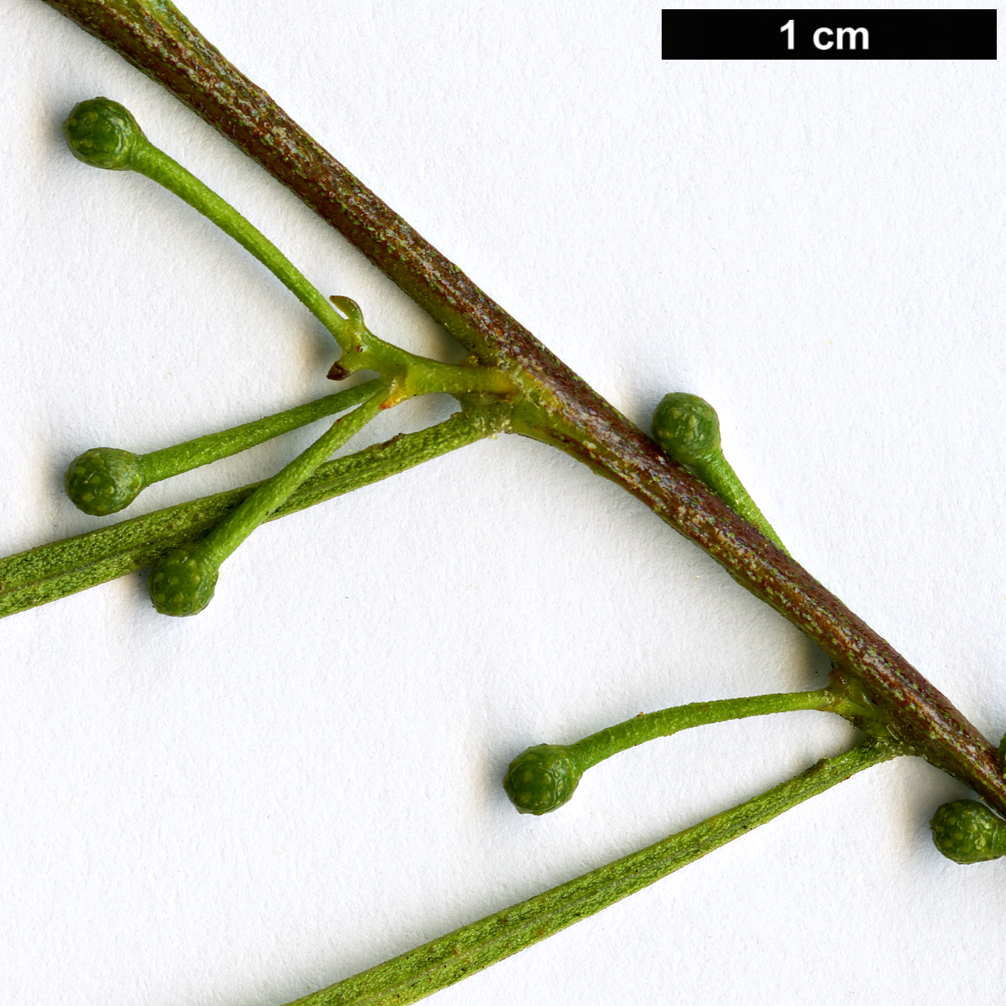 High resolution image: Family: Fabaceae - Genus: Acacia - Taxon: dodonaeifolia