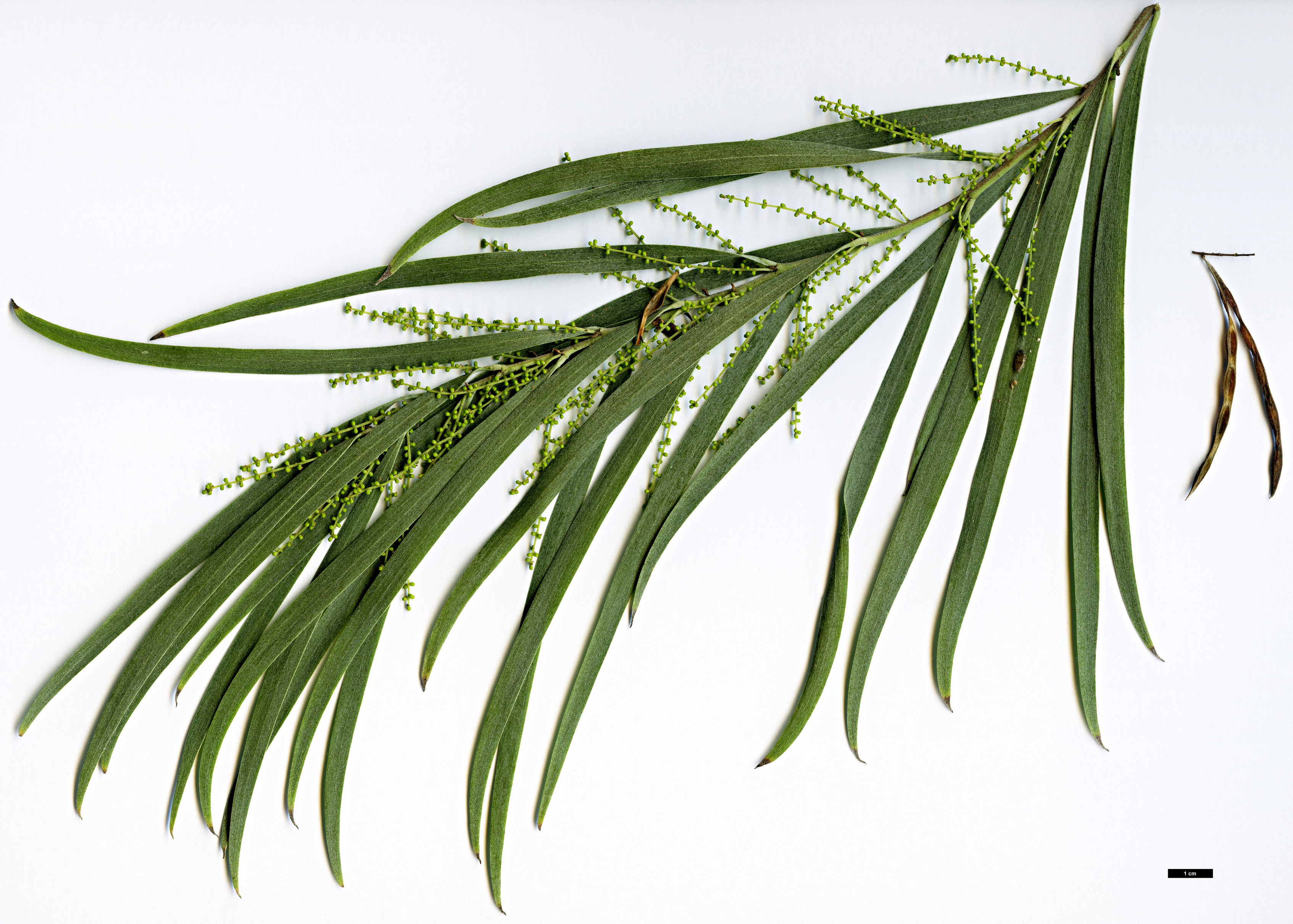 High resolution image: Family: Fabaceae - Genus: Acacia - Taxon: floribunda