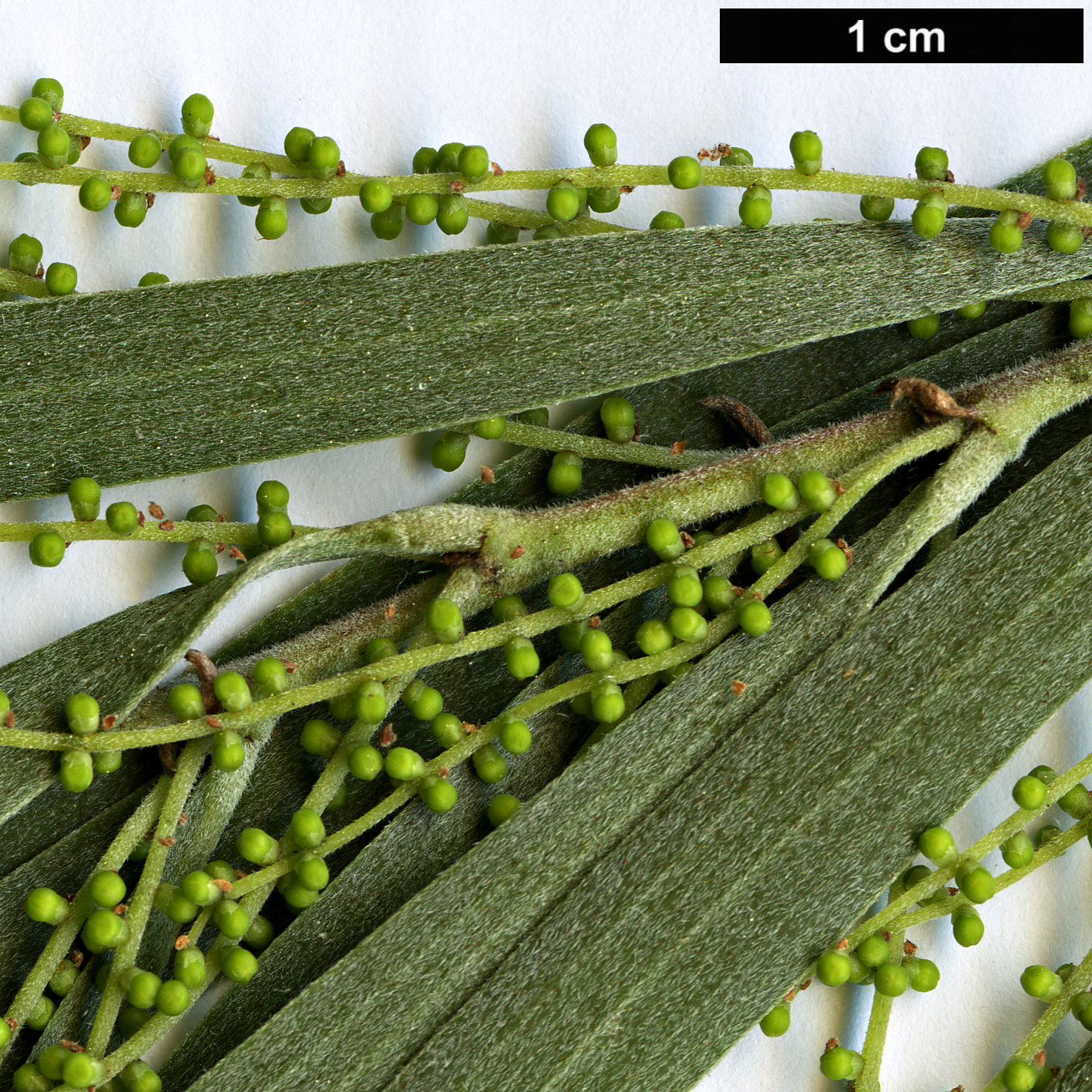 High resolution image: Family: Fabaceae - Genus: Acacia - Taxon: floribunda