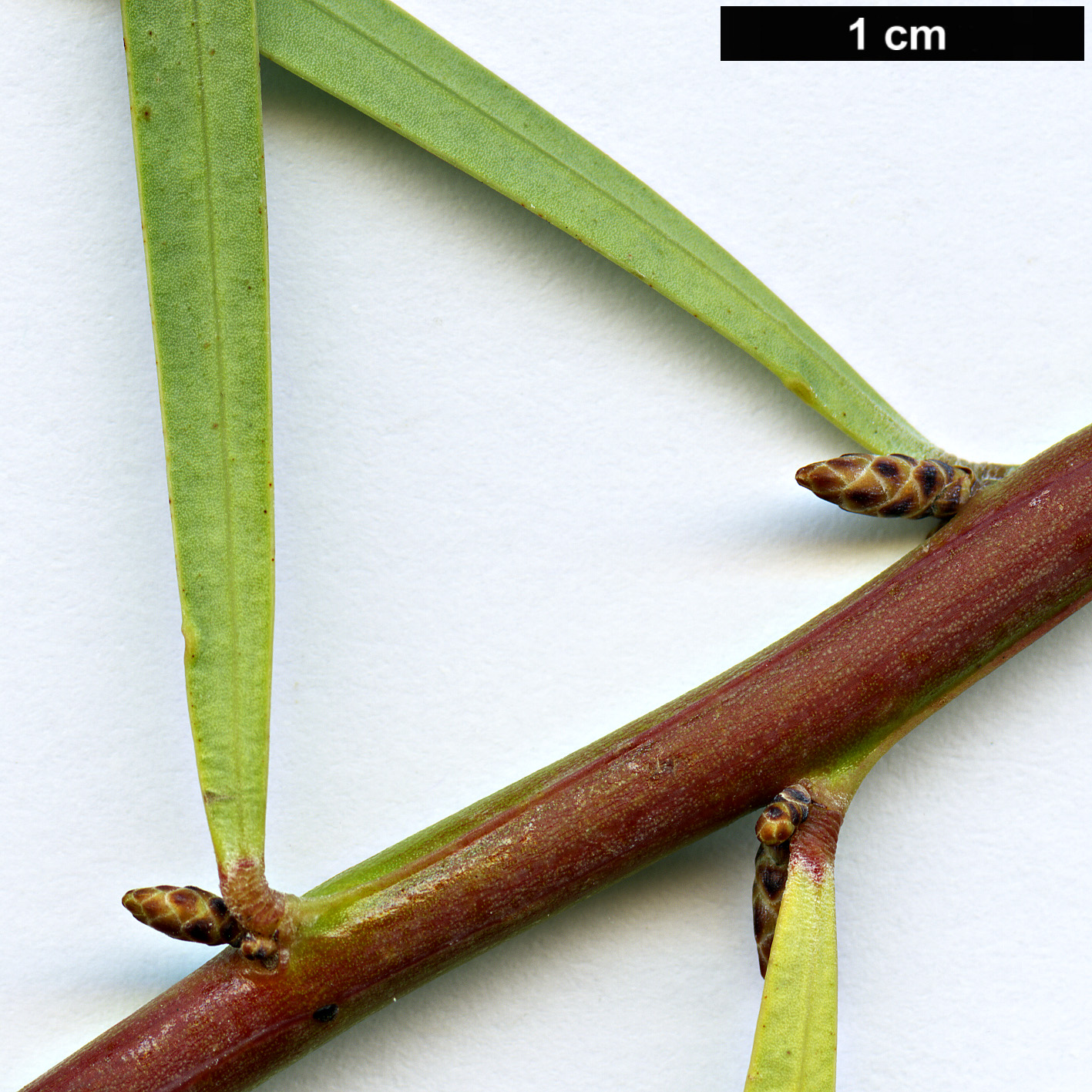 High resolution image: Family: Fabaceae - Genus: Acacia - Taxon: iteaphylla