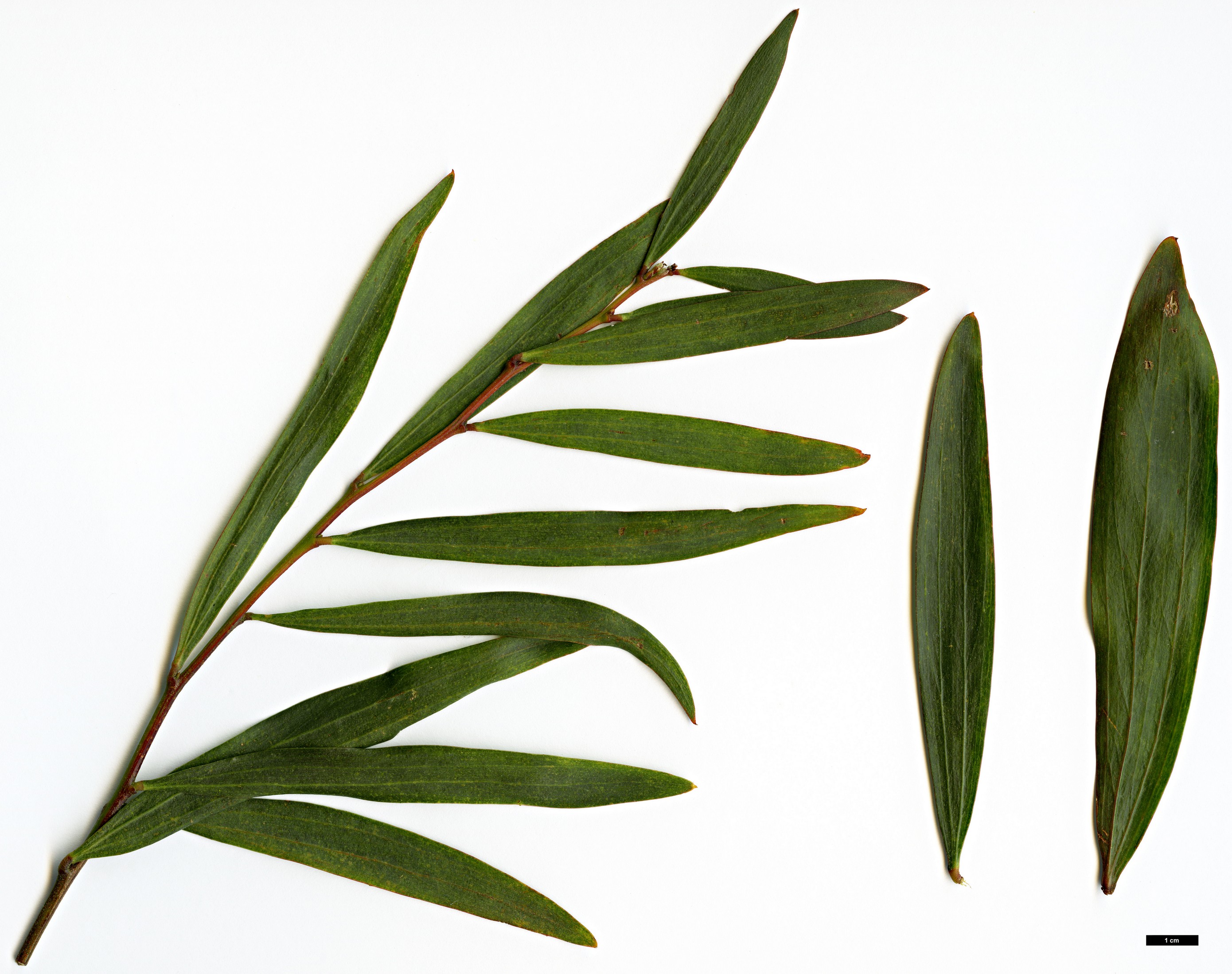 High resolution image: Family: Fabaceae - Genus: Acacia - Taxon: longifolia
