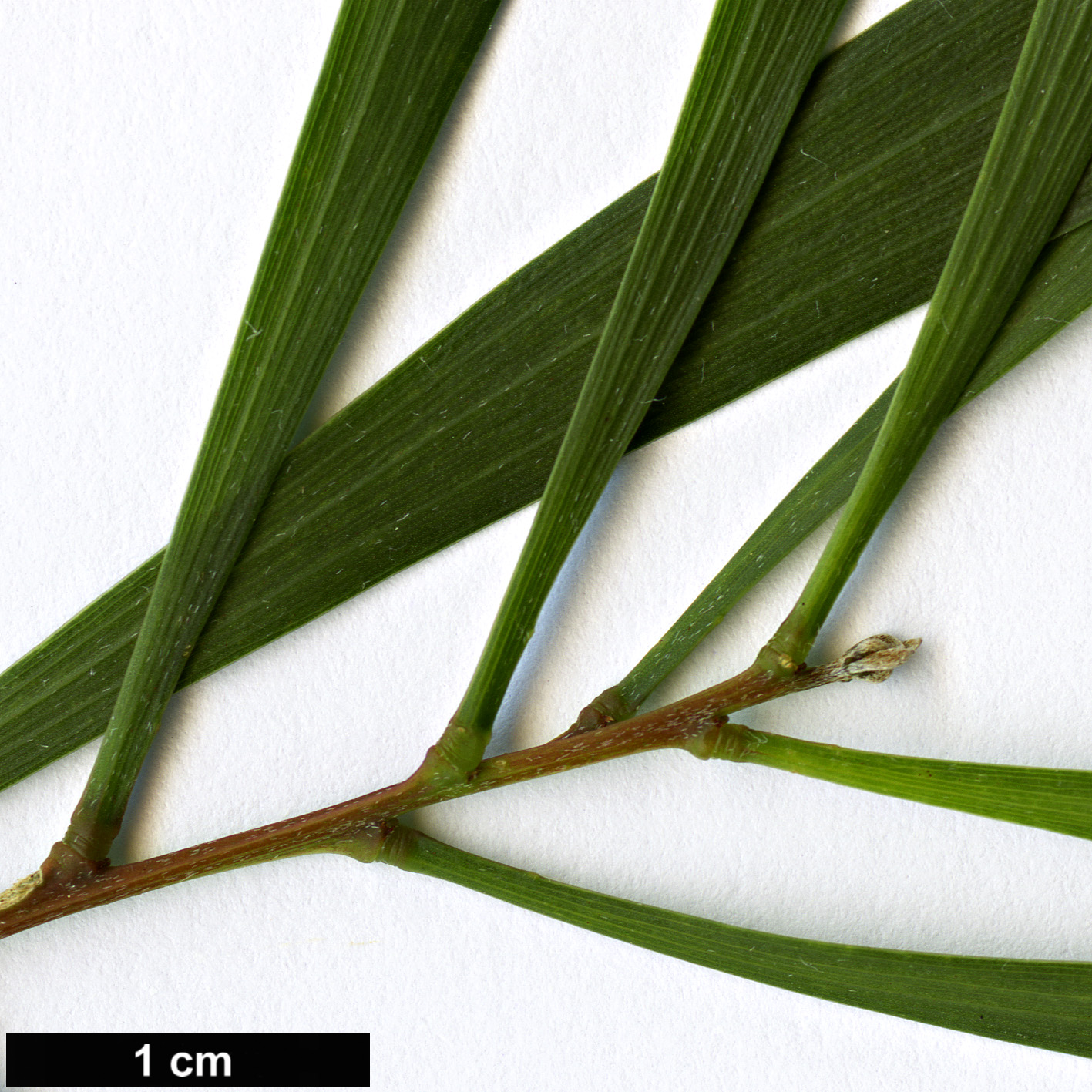 High resolution image: Family: Fabaceae - Genus: Acacia - Taxon: maidenii