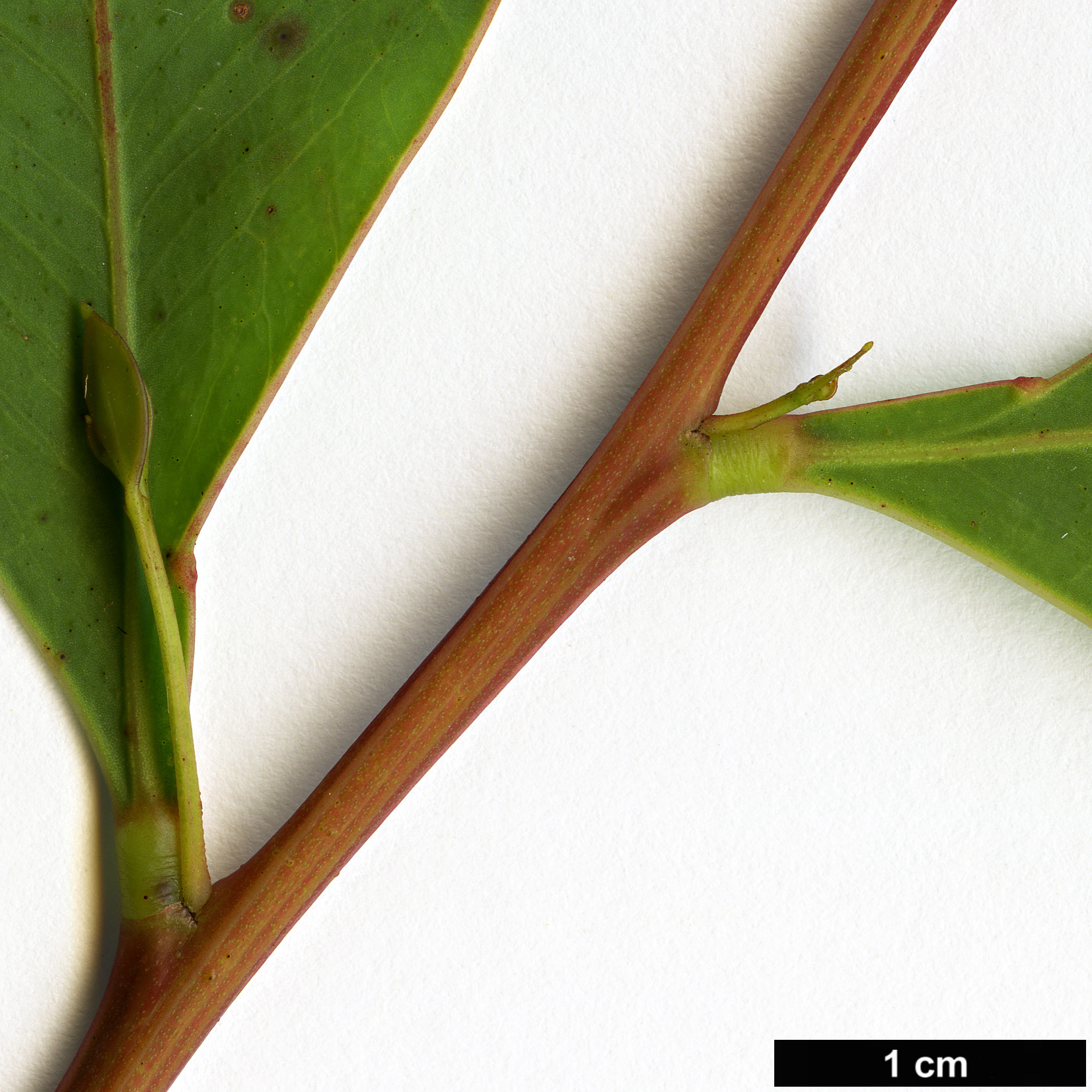 High resolution image: Family: Fabaceae - Genus: Acacia - Taxon: obliquinervia