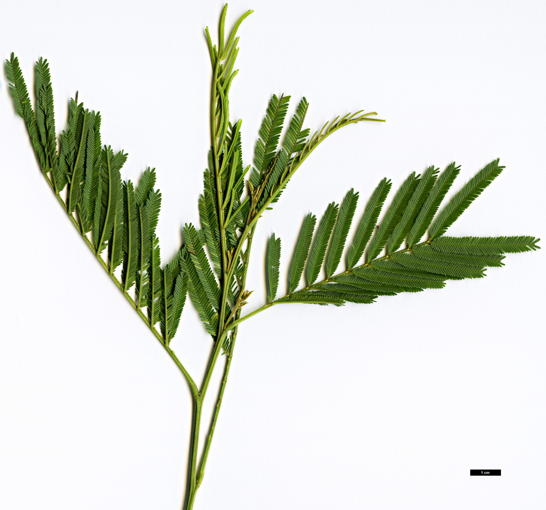 High resolution image: Family: Fabaceae - Genus: Acacia - Taxon: parramattensis