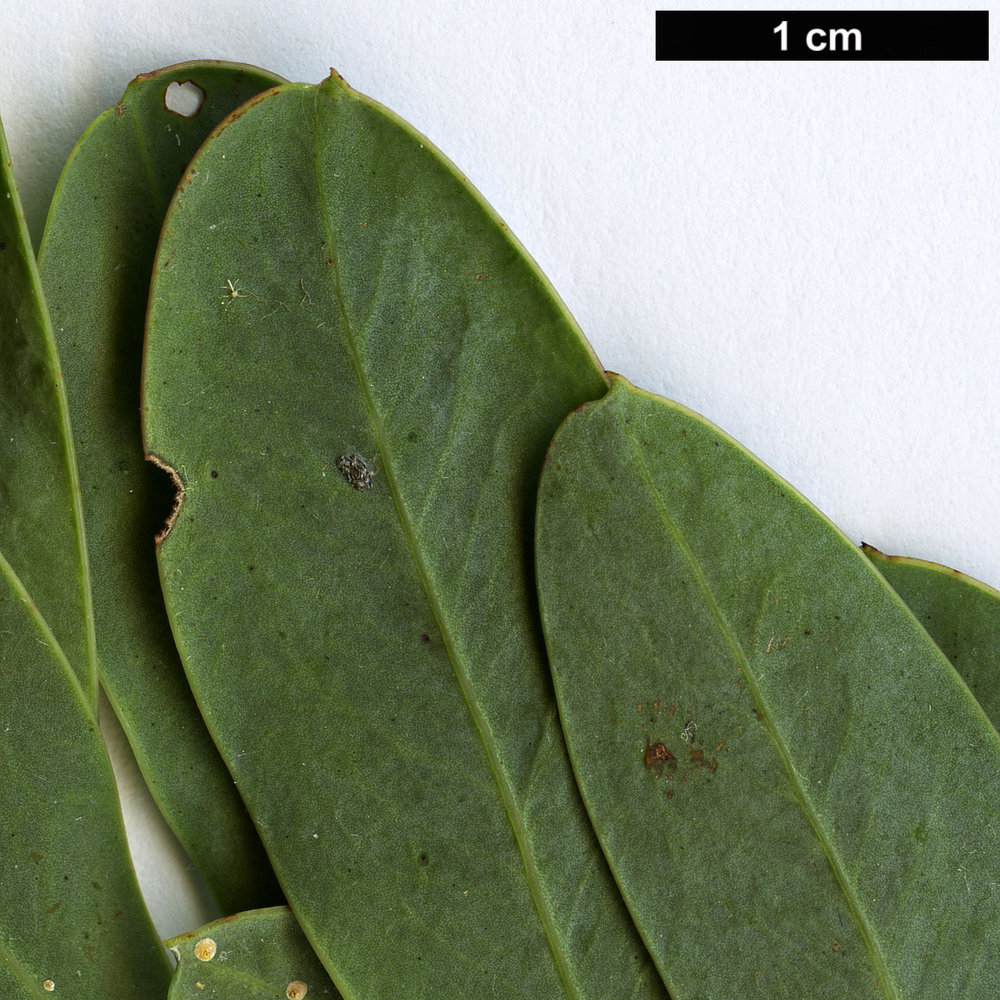 High resolution image: Family: Fabaceae - Genus: Acacia - Taxon: pataczekii