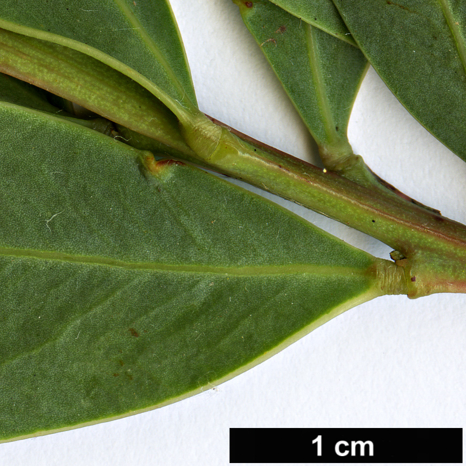 High resolution image: Family: Fabaceae - Genus: Acacia - Taxon: pataczekii