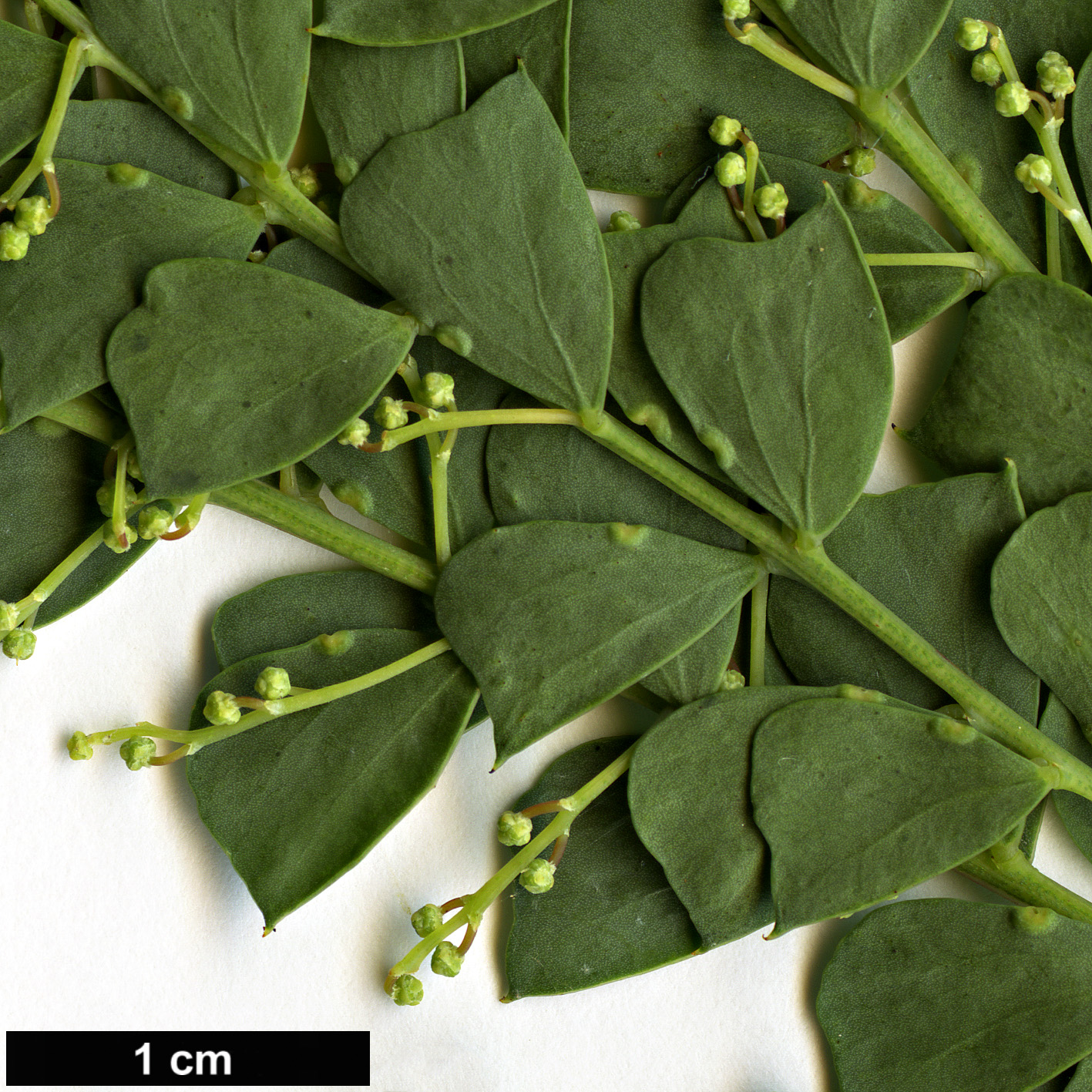 High resolution image: Family: Fabaceae - Genus: Acacia - Taxon: pravissima