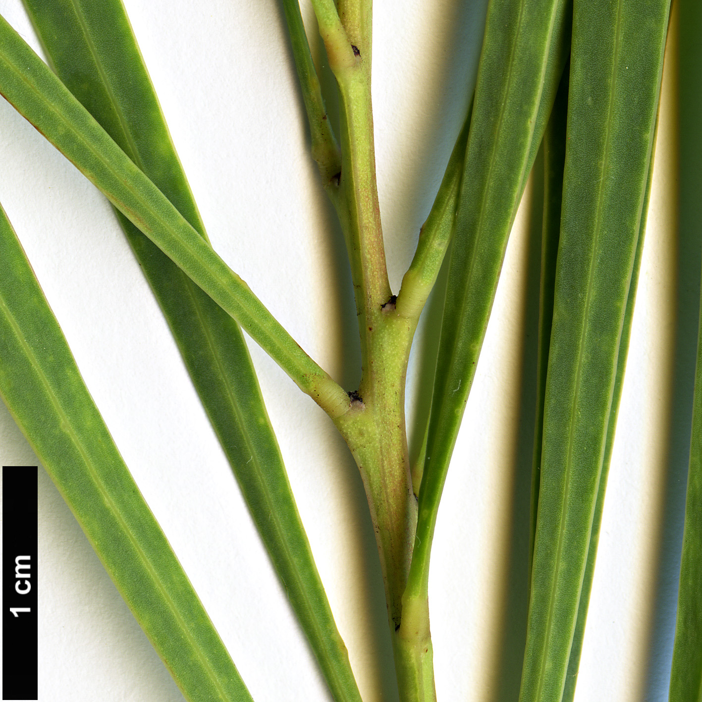 High resolution image: Family: Fabaceae - Genus: Acacia - Taxon: retinodes