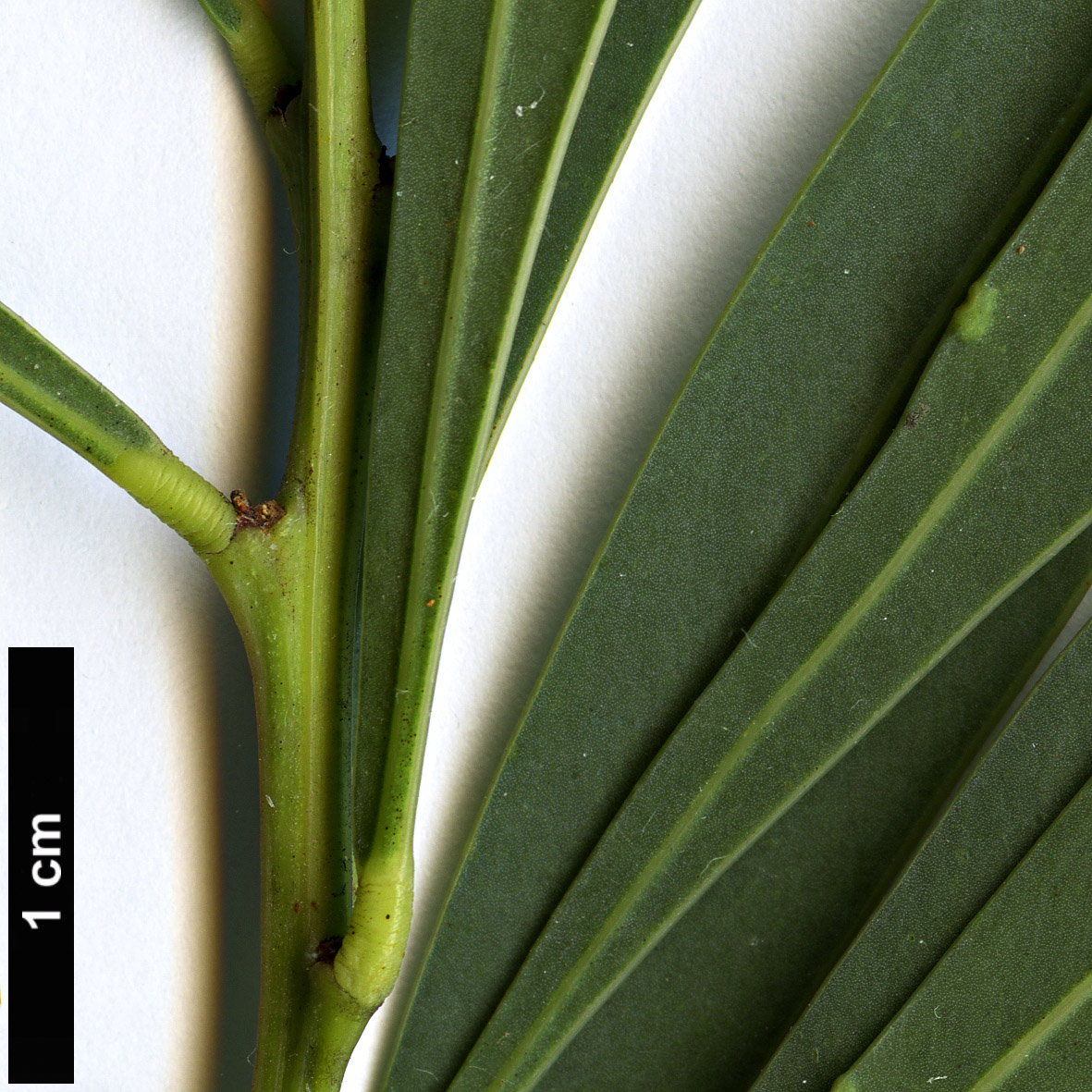 High resolution image: Family: Fabaceae - Genus: Acacia - Taxon: rubida