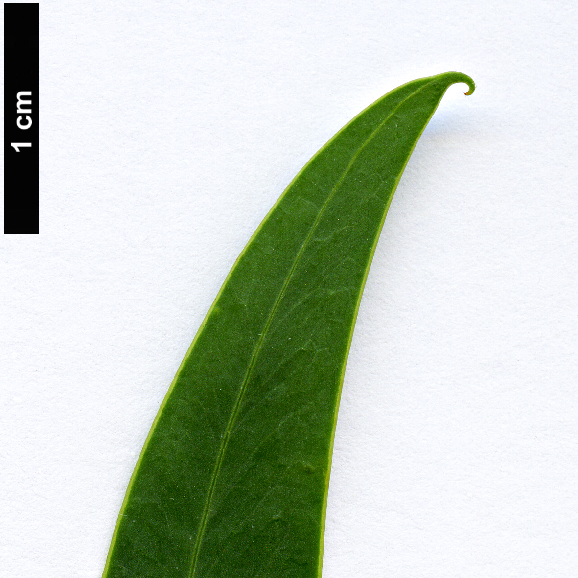 High resolution image: Family: Fabaceae - Genus: Acacia - Taxon: rubida