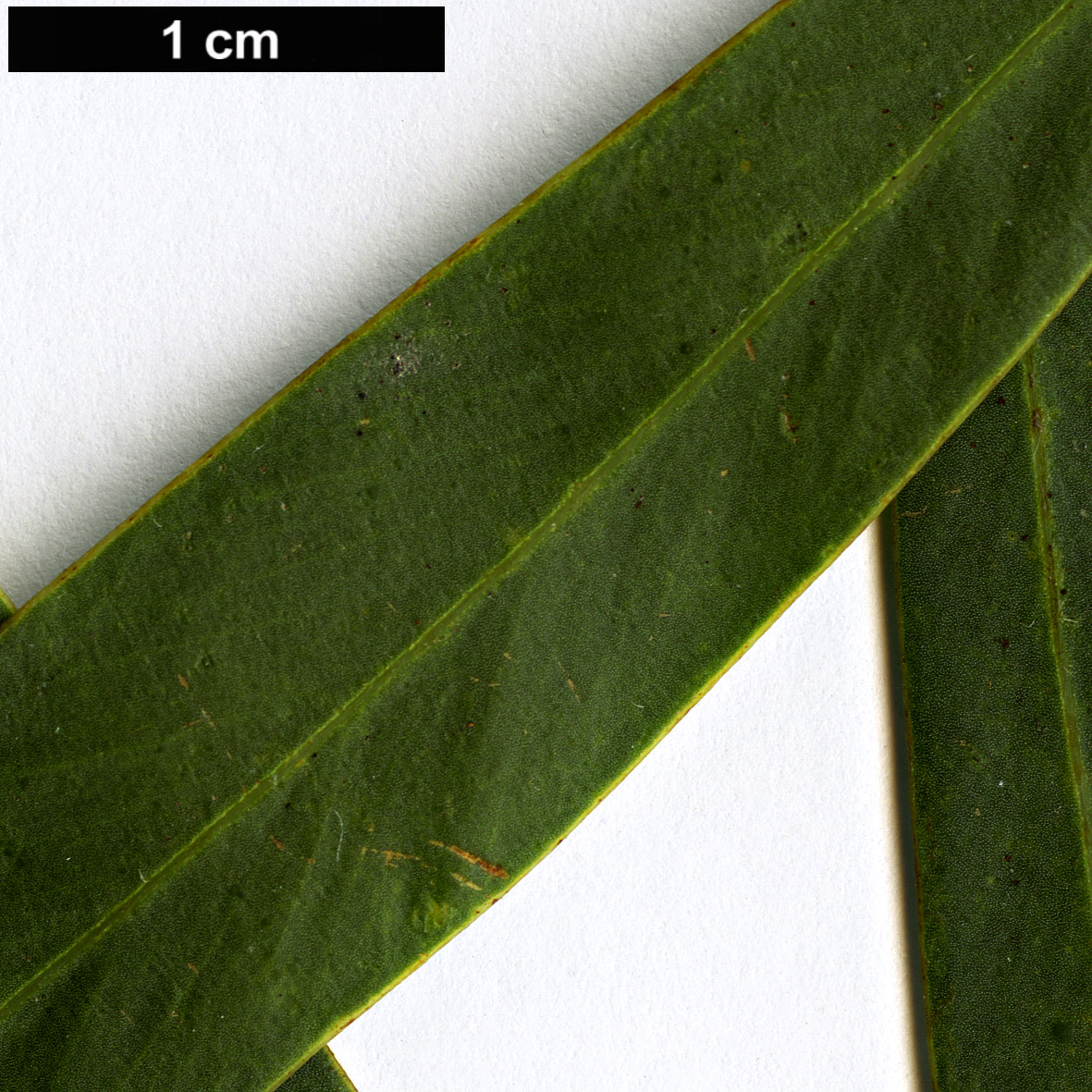 High resolution image: Family: Fabaceae - Genus: Acacia - Taxon: saligna