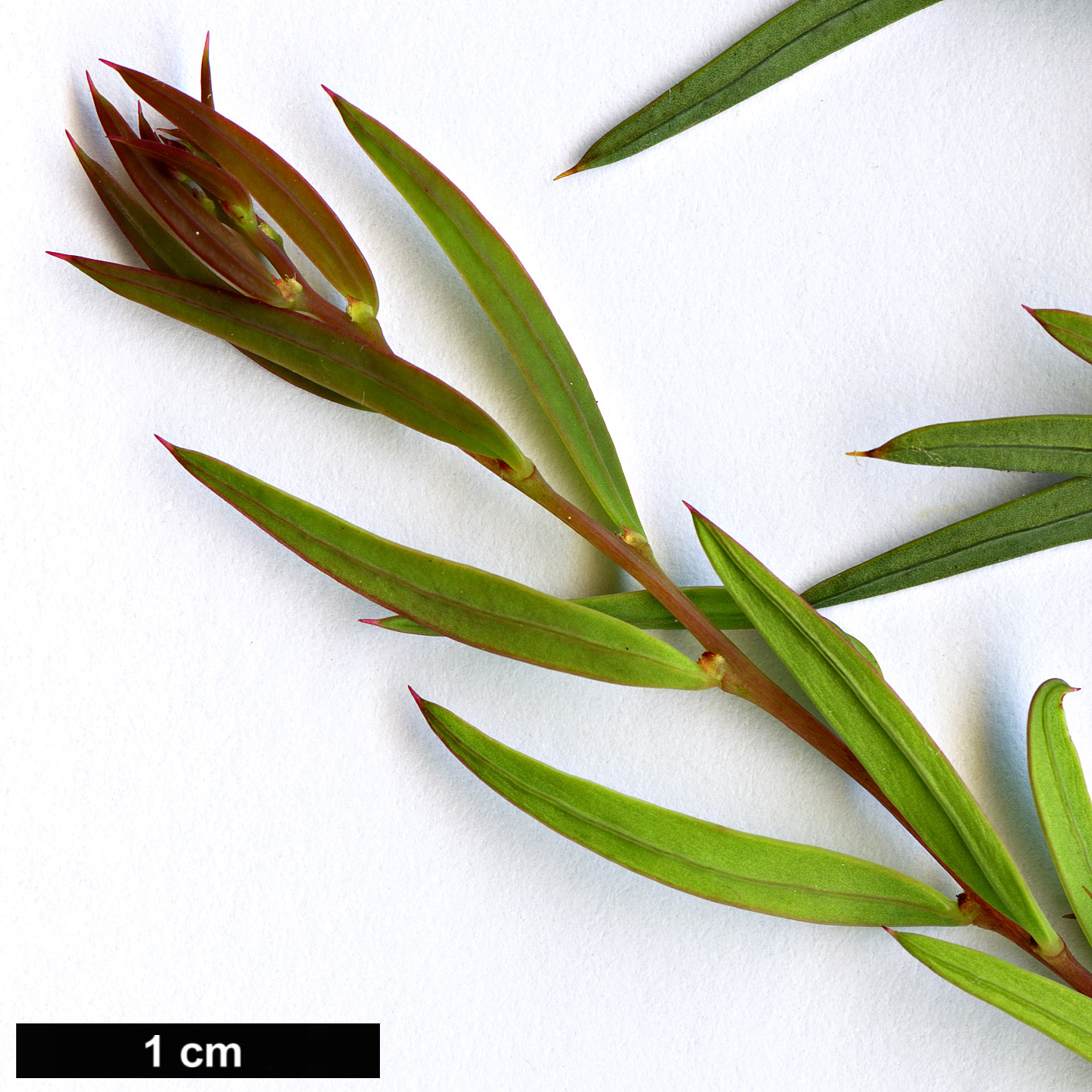 High resolution image: Family: Fabaceae - Genus: Acacia - Taxon: siculiformis