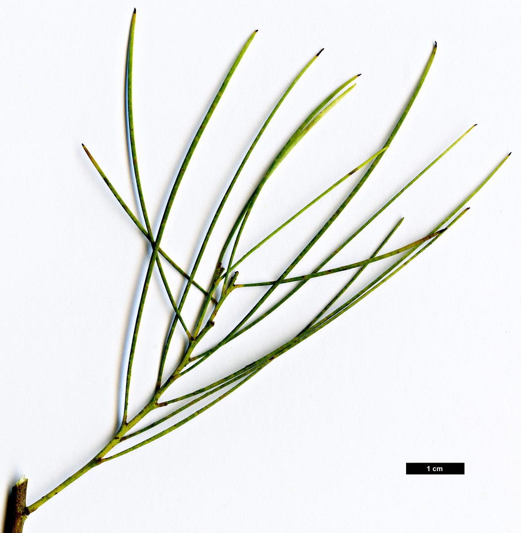 High resolution image: Family: Fabaceae - Genus: Acacia - Taxon: subulata