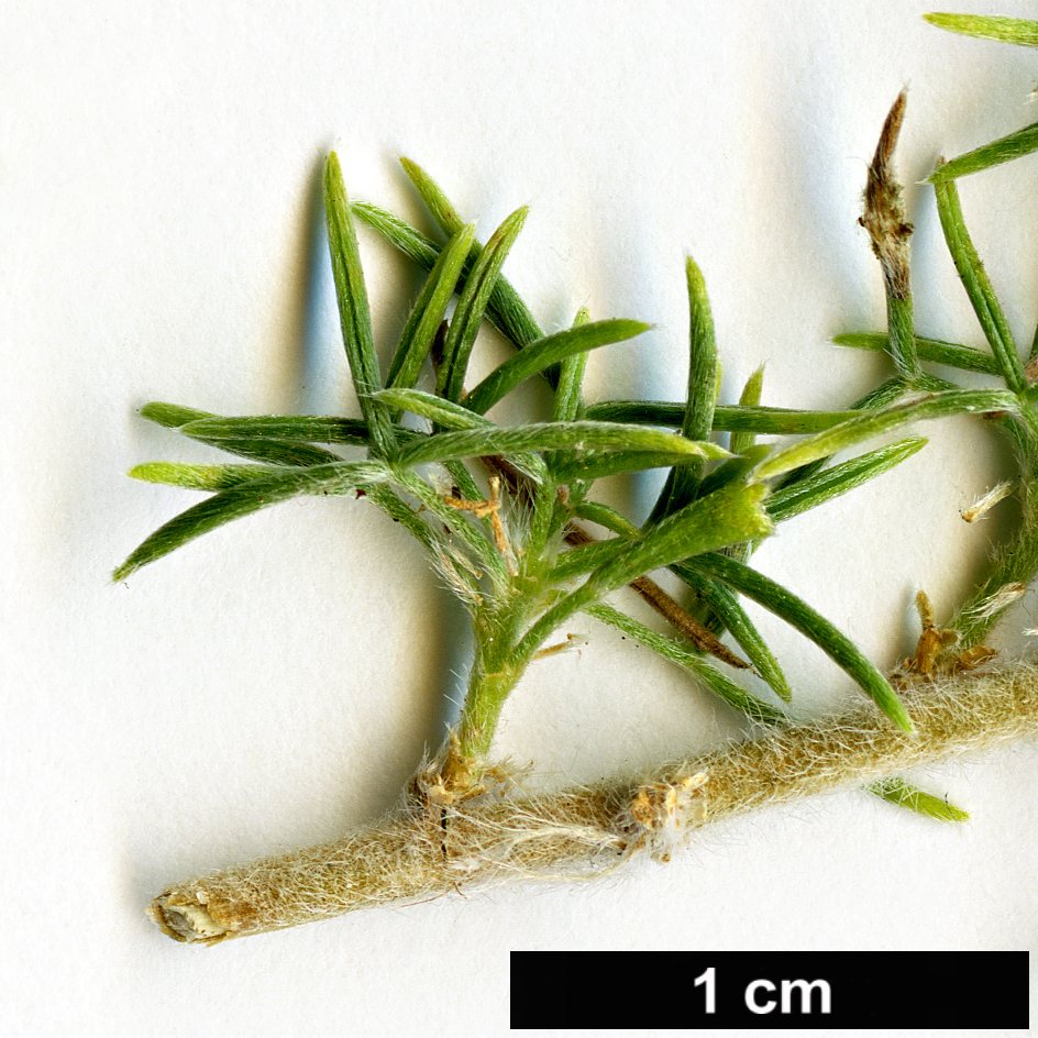 High resolution image: Family: Fabaceae - Genus: Adenocarpus - Taxon: decorticans