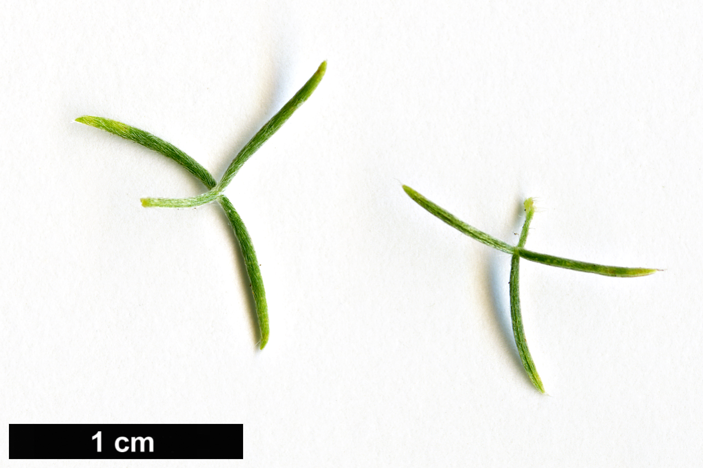 High resolution image: Family: Fabaceae - Genus: Adenocarpus - Taxon: decorticans