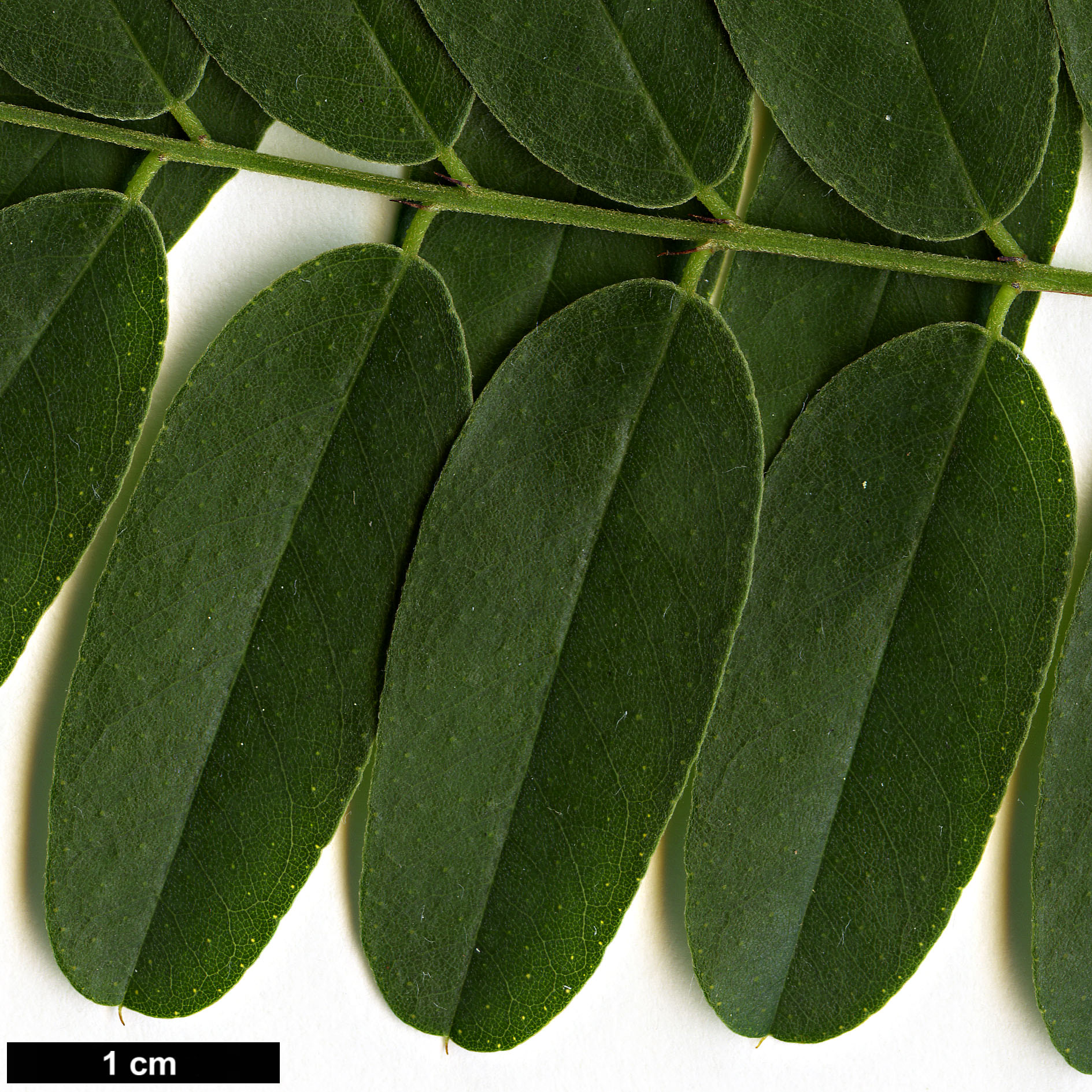 High resolution image: Family: Fabaceae - Genus: Amorpha - Taxon: fruticosa