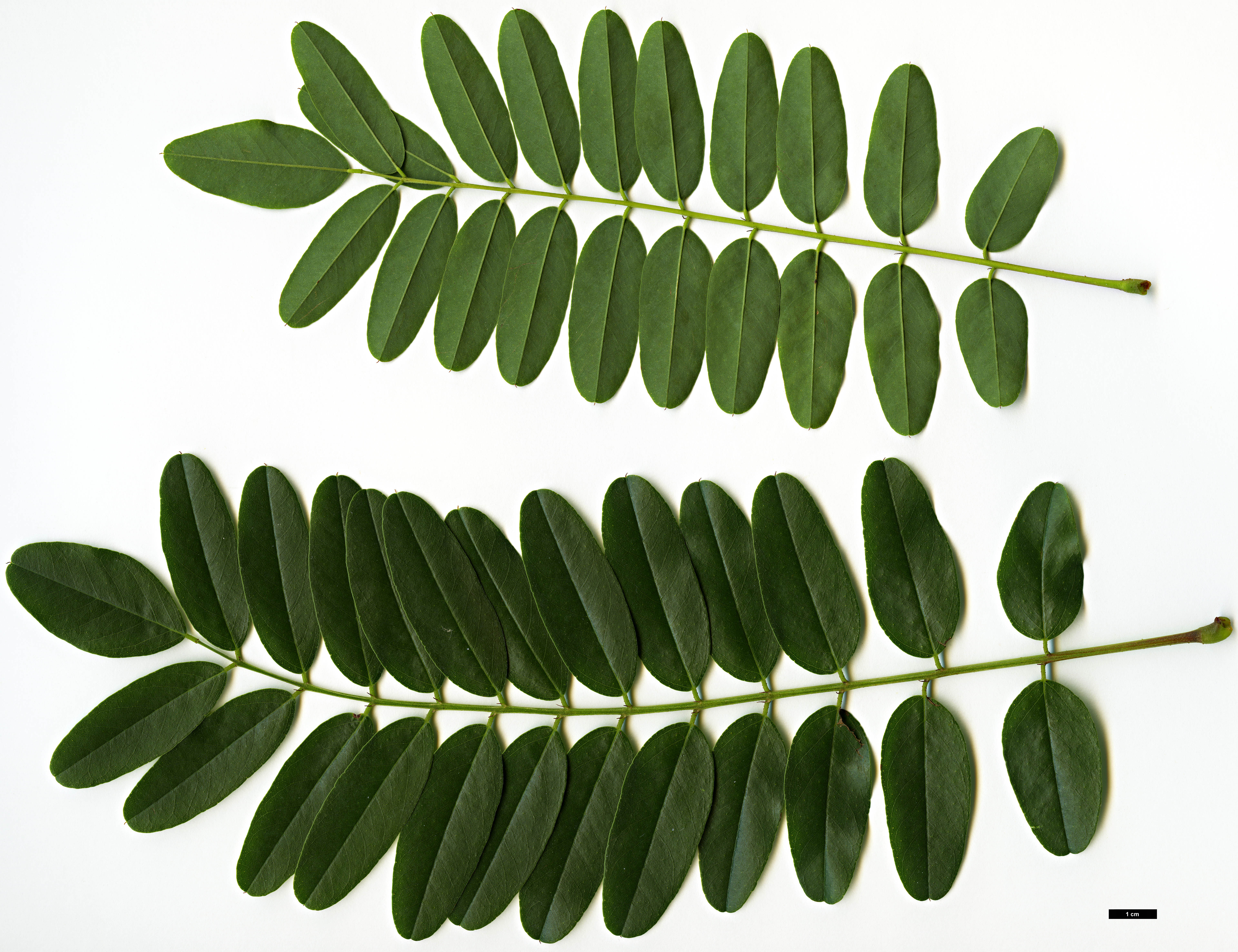 High resolution image: Family: Fabaceae - Genus: Amorpha - Taxon: fruticosa