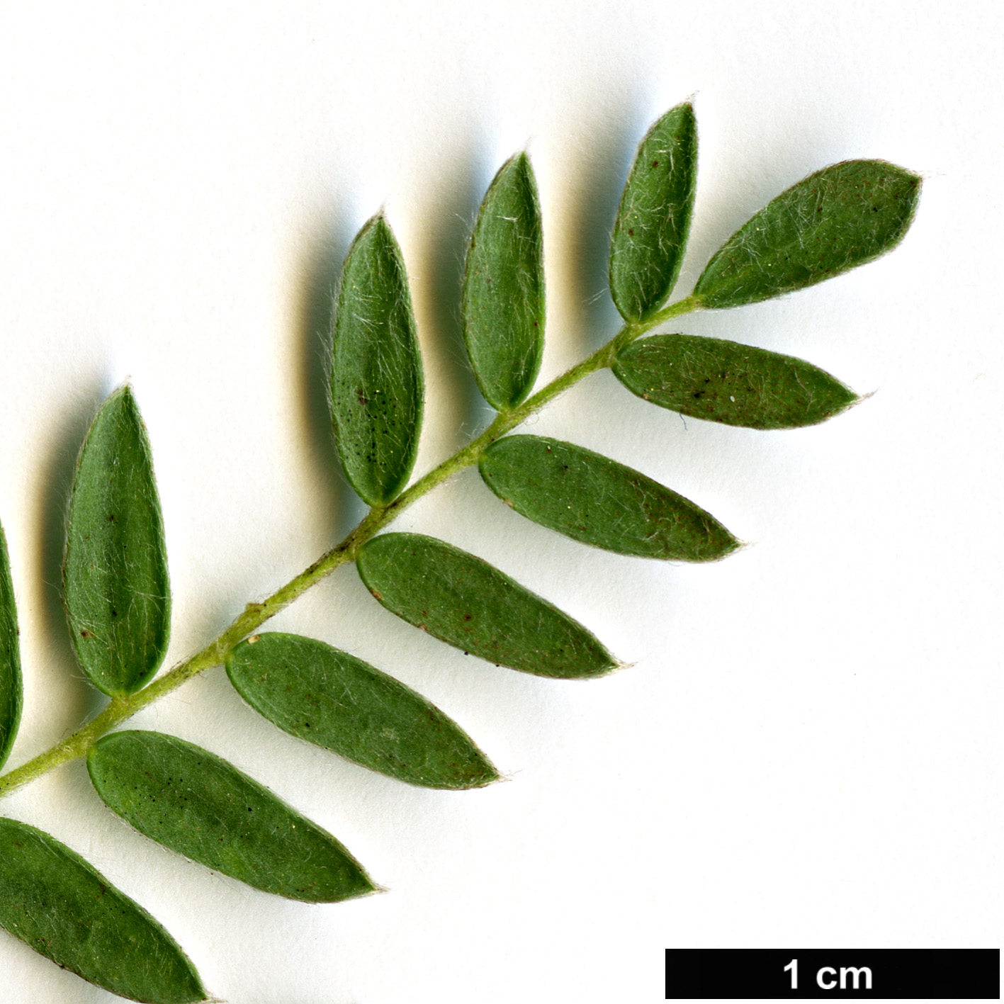 High resolution image: Family: Fabaceae - Genus: Anthyllis - Taxon: montana