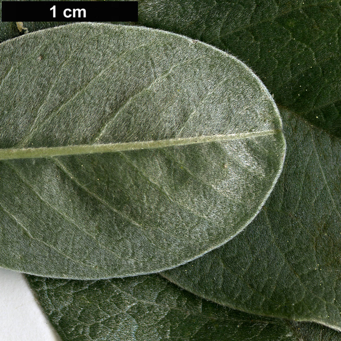 High resolution image: Family: Fabaceae - Genus: Argyrocytisus - Taxon: battandieri