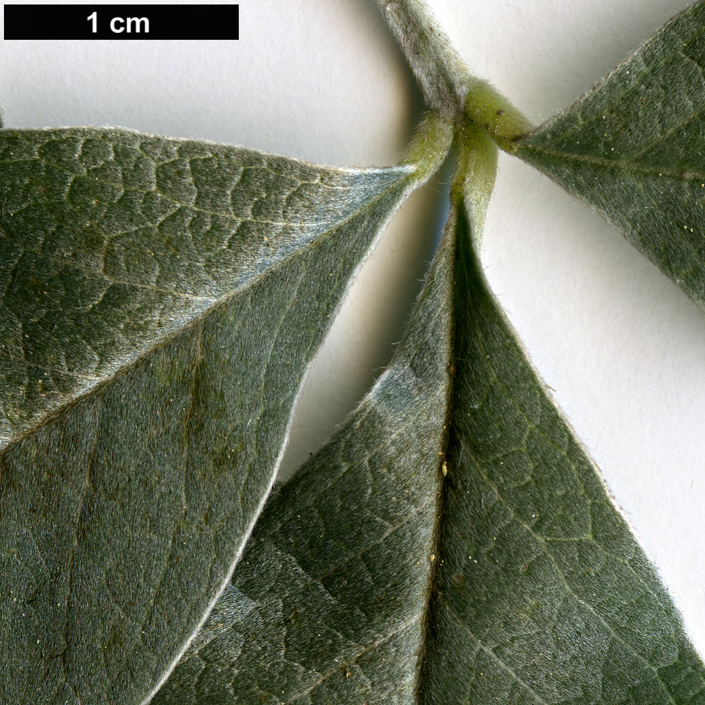 High resolution image: Family: Fabaceae - Genus: Argyrocytisus - Taxon: battandieri