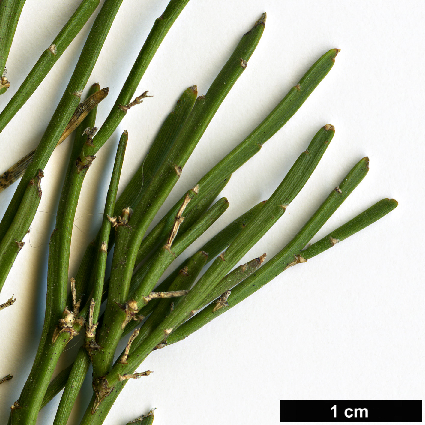 High resolution image: Family: Fabaceae - Genus: Carmichaelia - Taxon: enysii