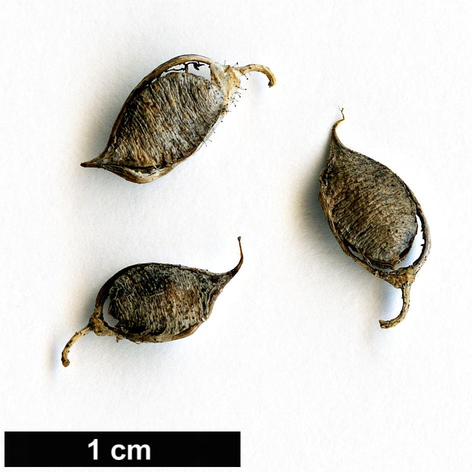 High resolution image: Family: Fabaceae - Genus: Carmichaelia - Taxon: enysii