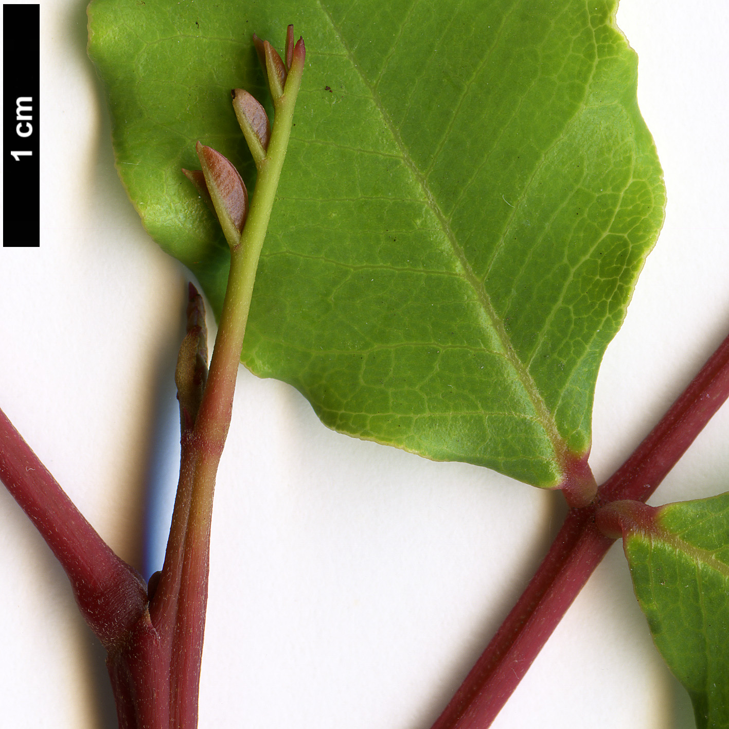 High resolution image: Family: Fabaceae - Genus: Ceratonia - Taxon: siliqua