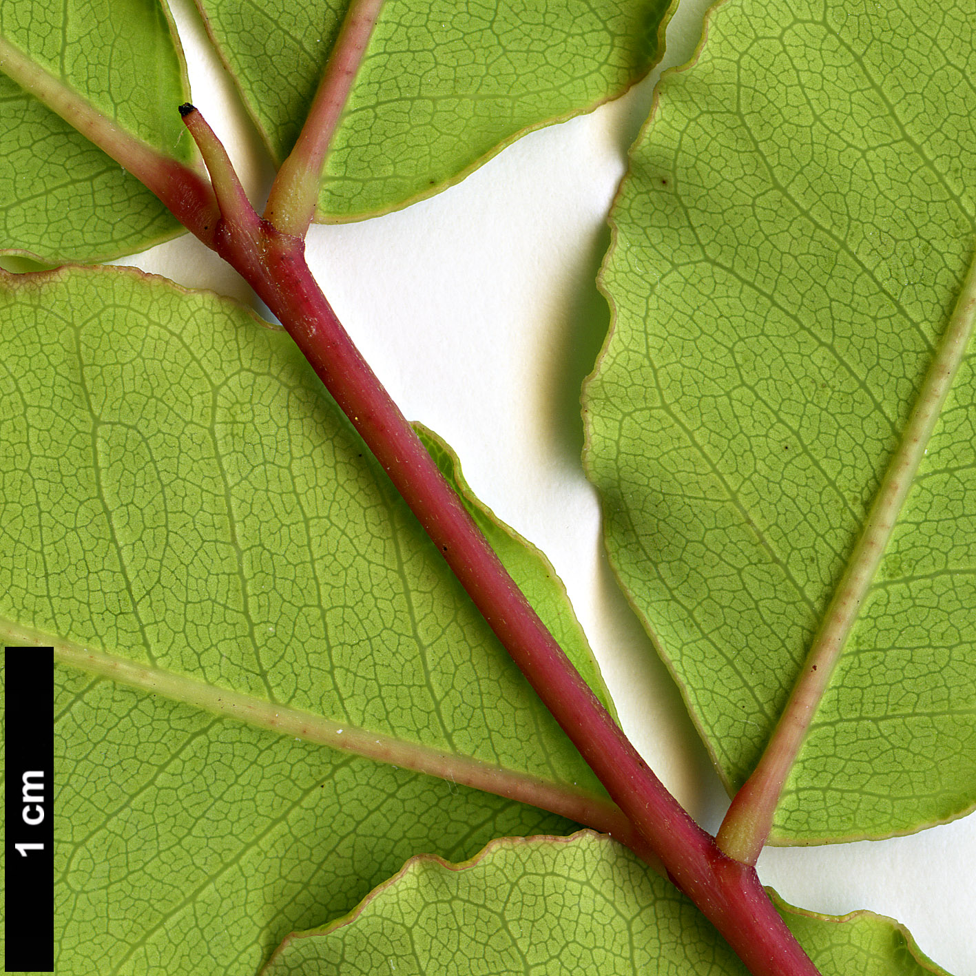 High resolution image: Family: Fabaceae - Genus: Ceratonia - Taxon: siliqua