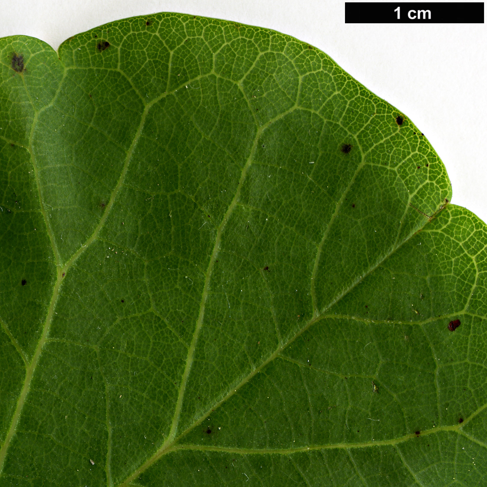 High resolution image: Family: Fabaceae - Genus: Cercis - Taxon: siliquastrum
