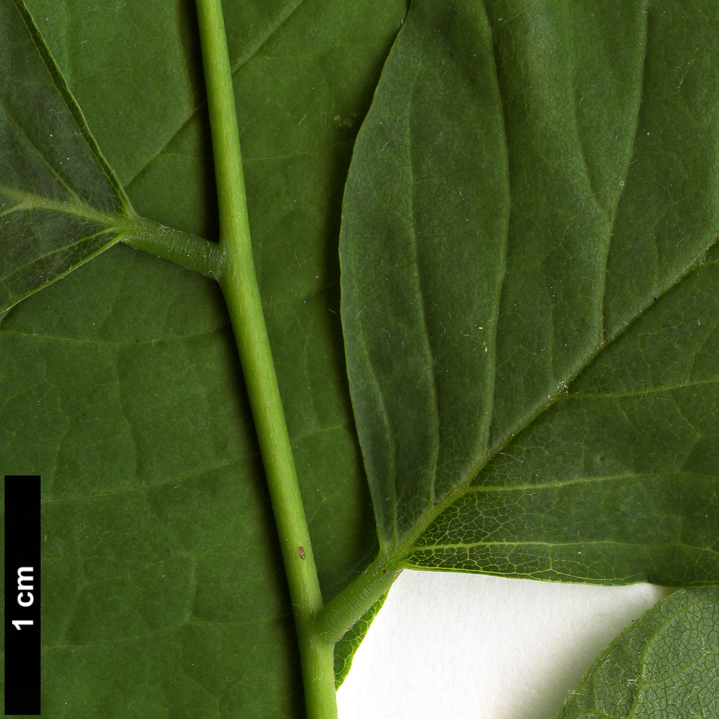 High resolution image: Family: Fabaceae - Genus: Cladrastis - Taxon: kentukea