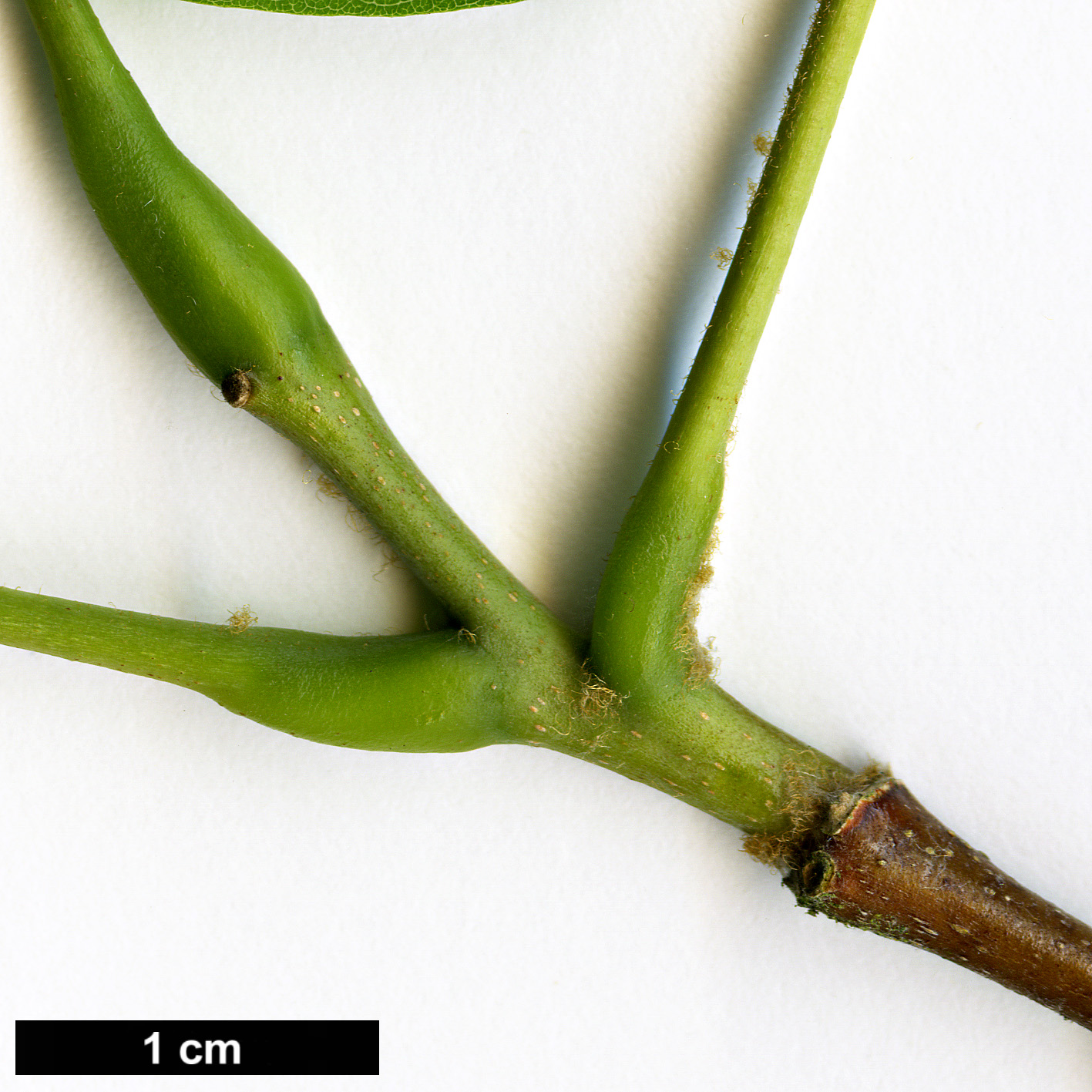 High resolution image: Family: Fabaceae - Genus: Cladrastis - Taxon: sinensis