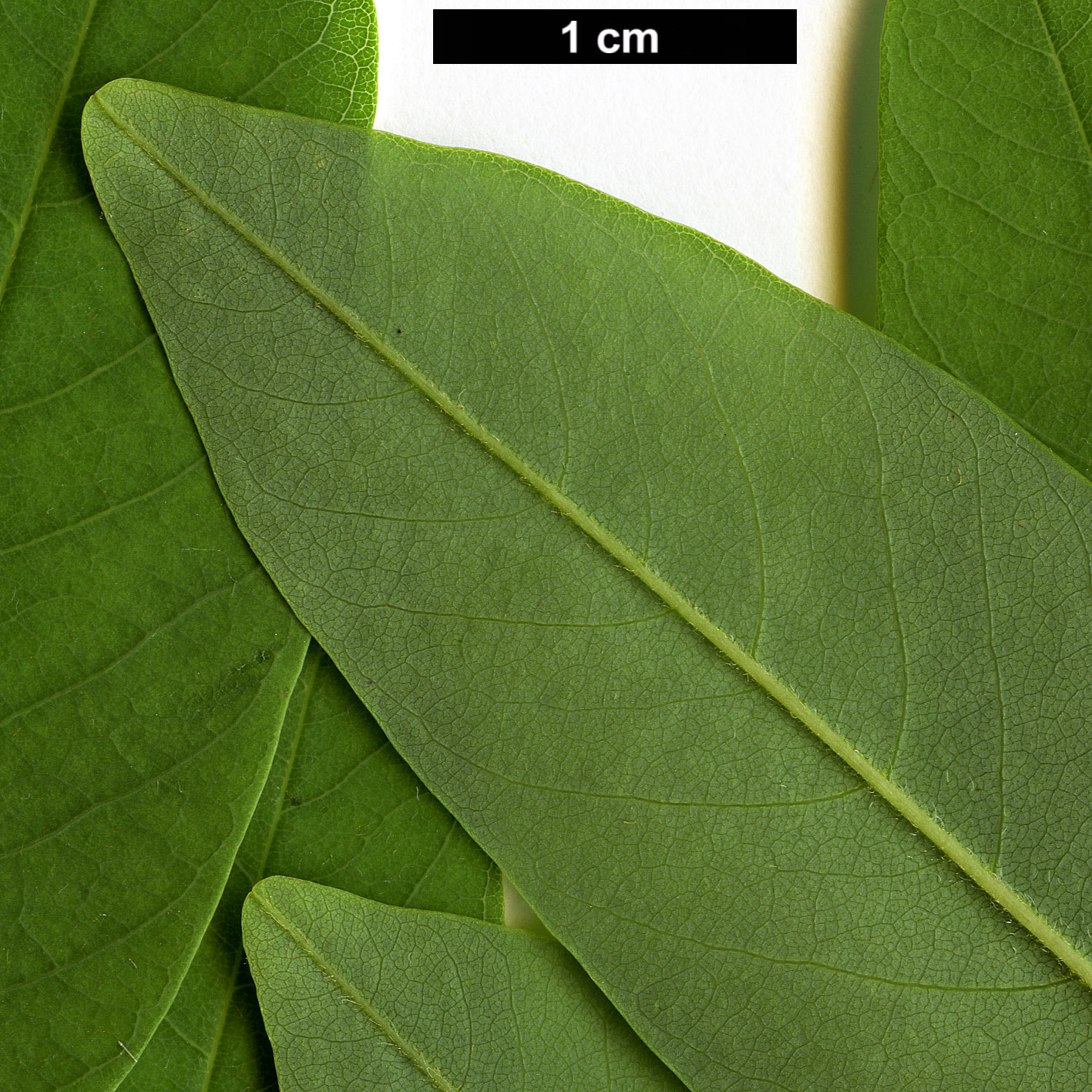 High resolution image: Family: Fabaceae - Genus: Cladrastis - Taxon: sinensis