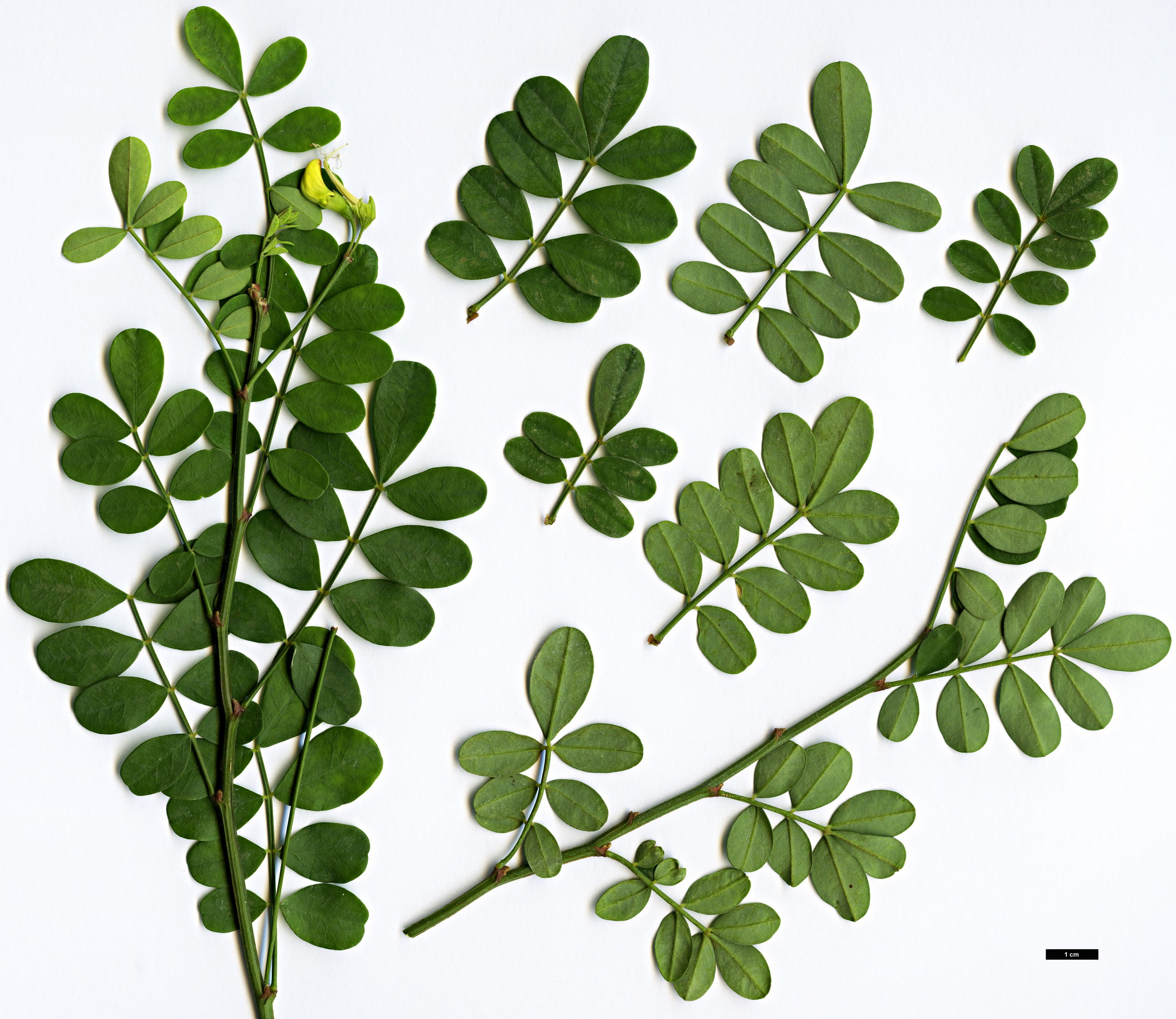 High resolution image: Family: Fabaceae - Genus: Coronilla - Taxon: valentina
