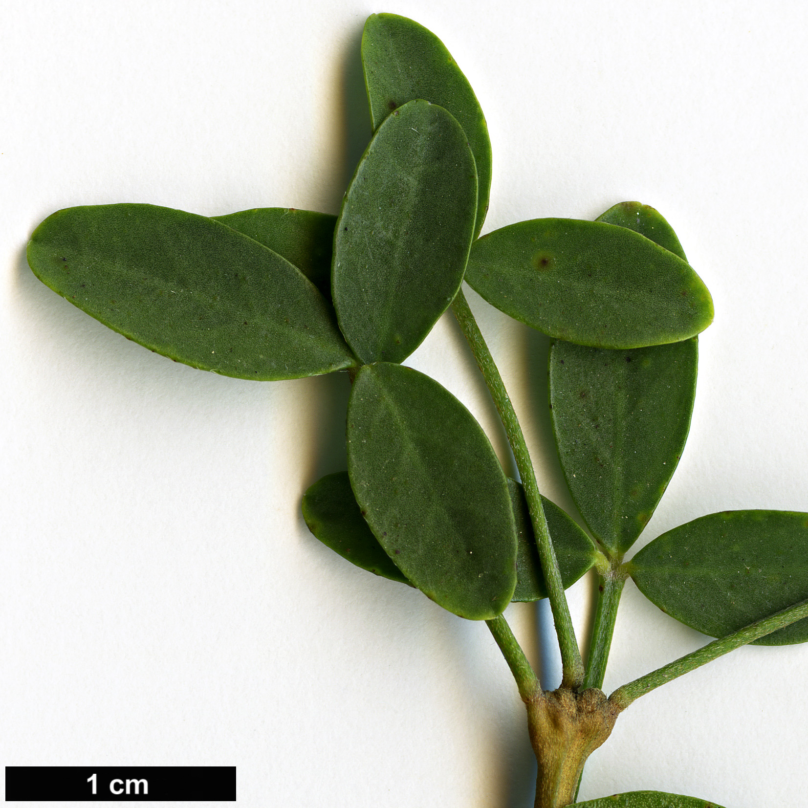 High resolution image: Family: Fabaceae - Genus: Cytisus - Taxon: emeriflorus