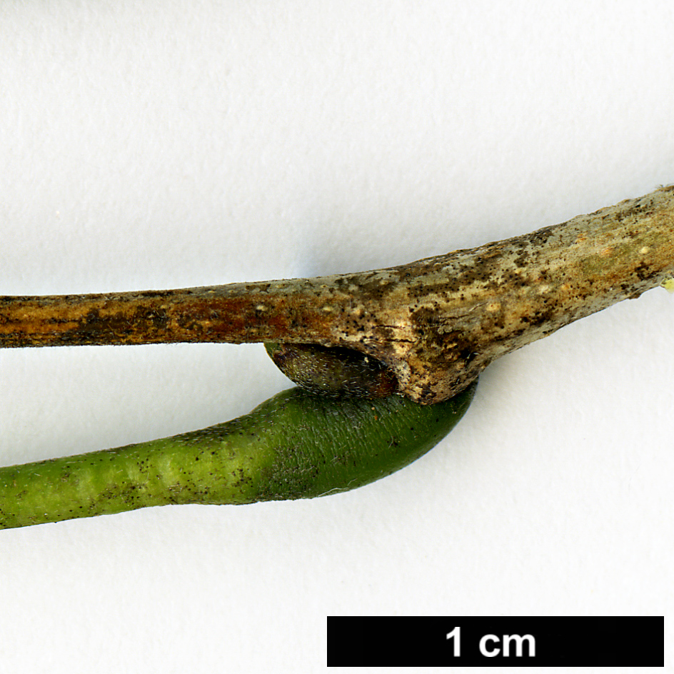 High resolution image: Family: Fabaceae - Genus: Dalbergia - Taxon: hupeana