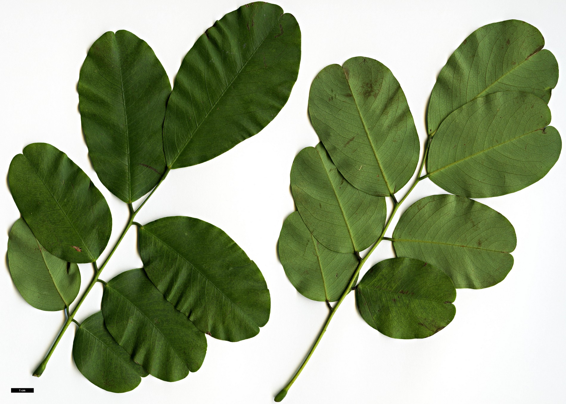 High resolution image: Family: Fabaceae - Genus: Dalbergia - Taxon: hupeana