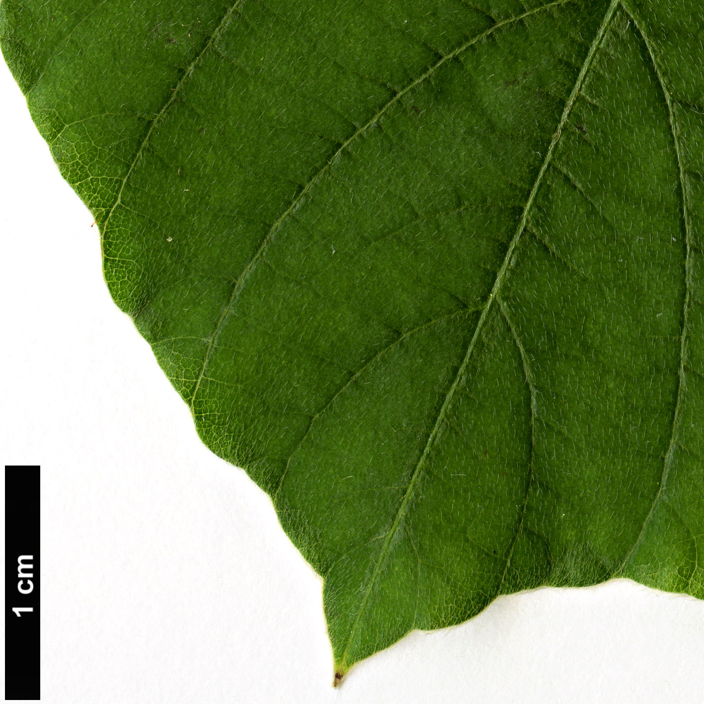 High resolution image: Family: Fabaceae - Genus: Desmodium - Taxon: elegans
