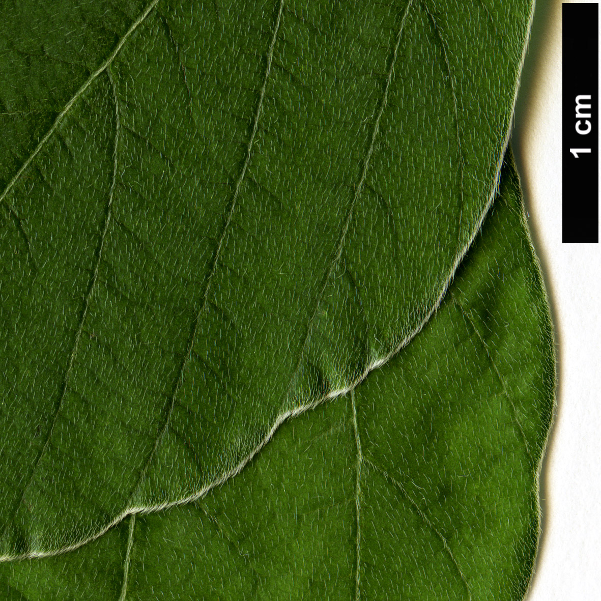 High resolution image: Family: Fabaceae - Genus: Desmodium - Taxon: elegans