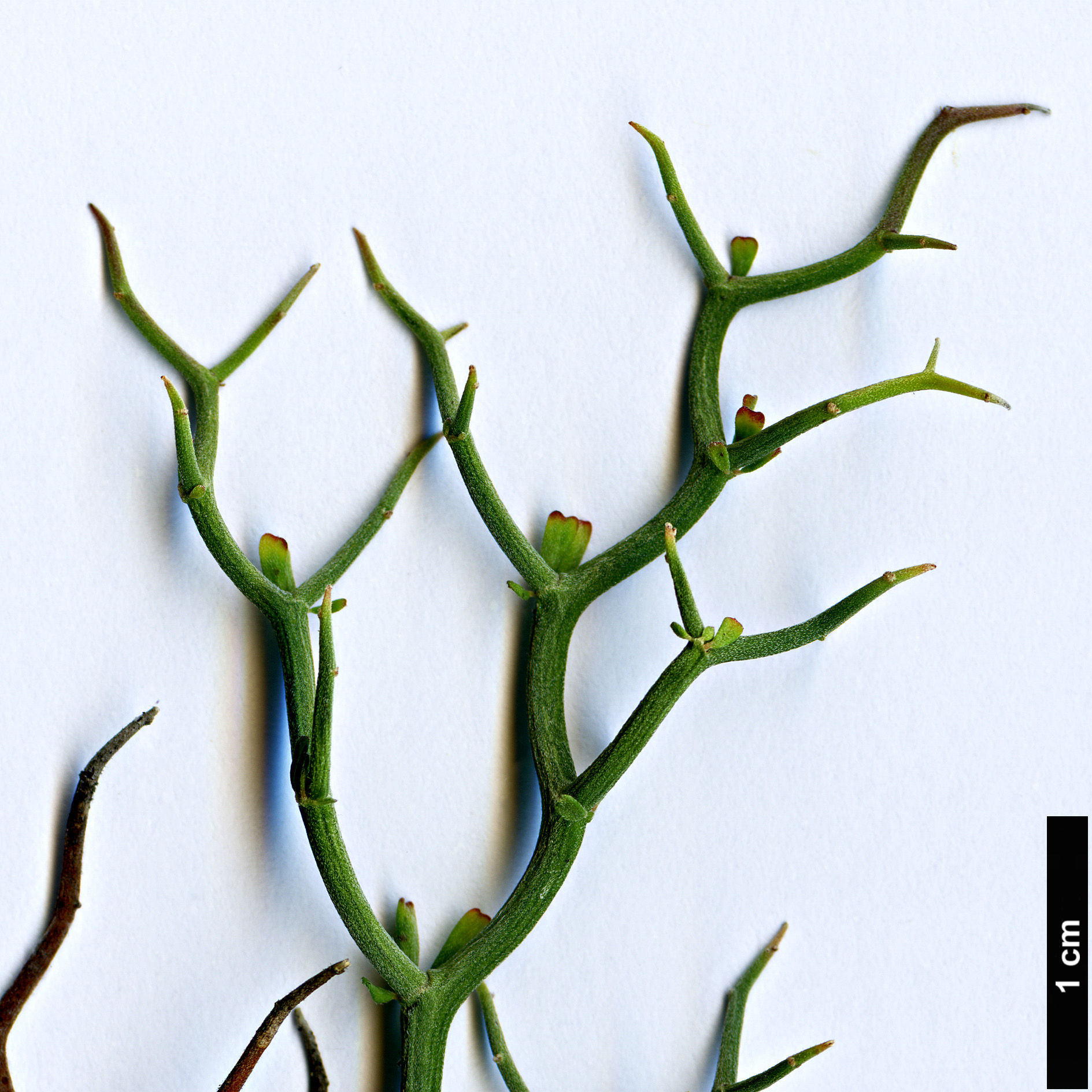 High resolution image: Family: Fabaceae - Genus: Dorycnium - Taxon: fulgurans