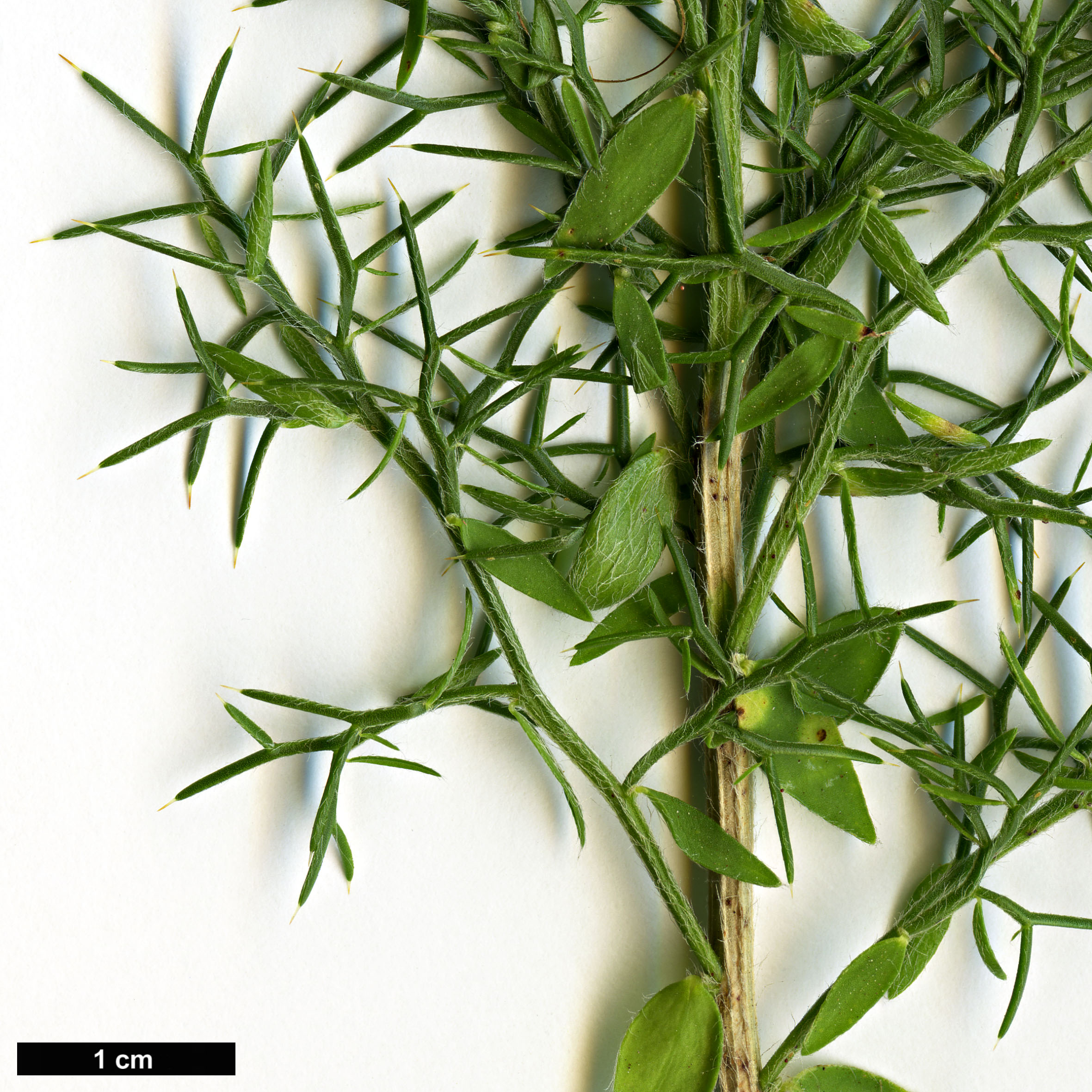 High resolution image: Family: Fabaceae - Genus: Genista - Taxon: hispanica