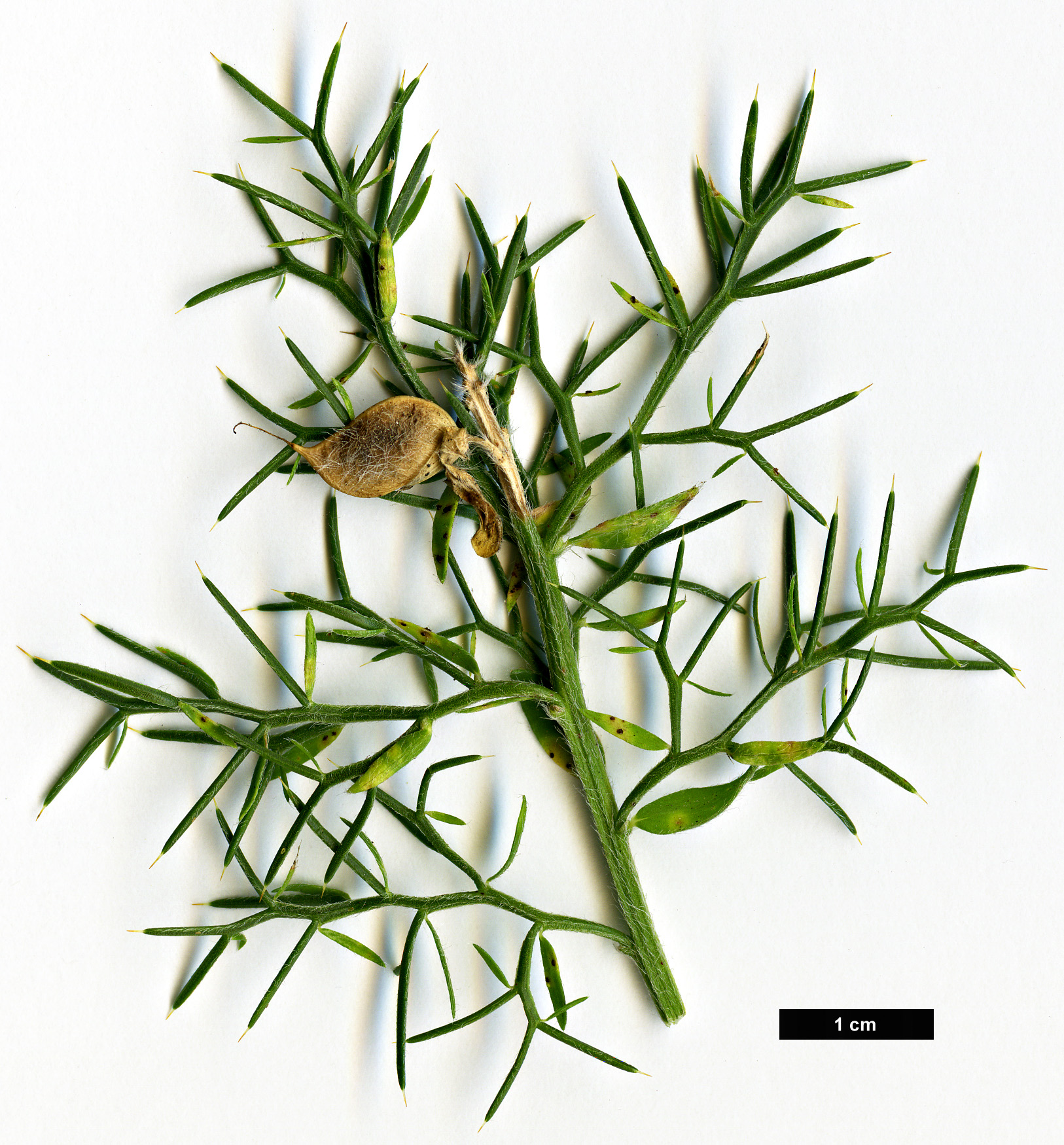 High resolution image: Family: Fabaceae - Genus: Genista - Taxon: hispanica