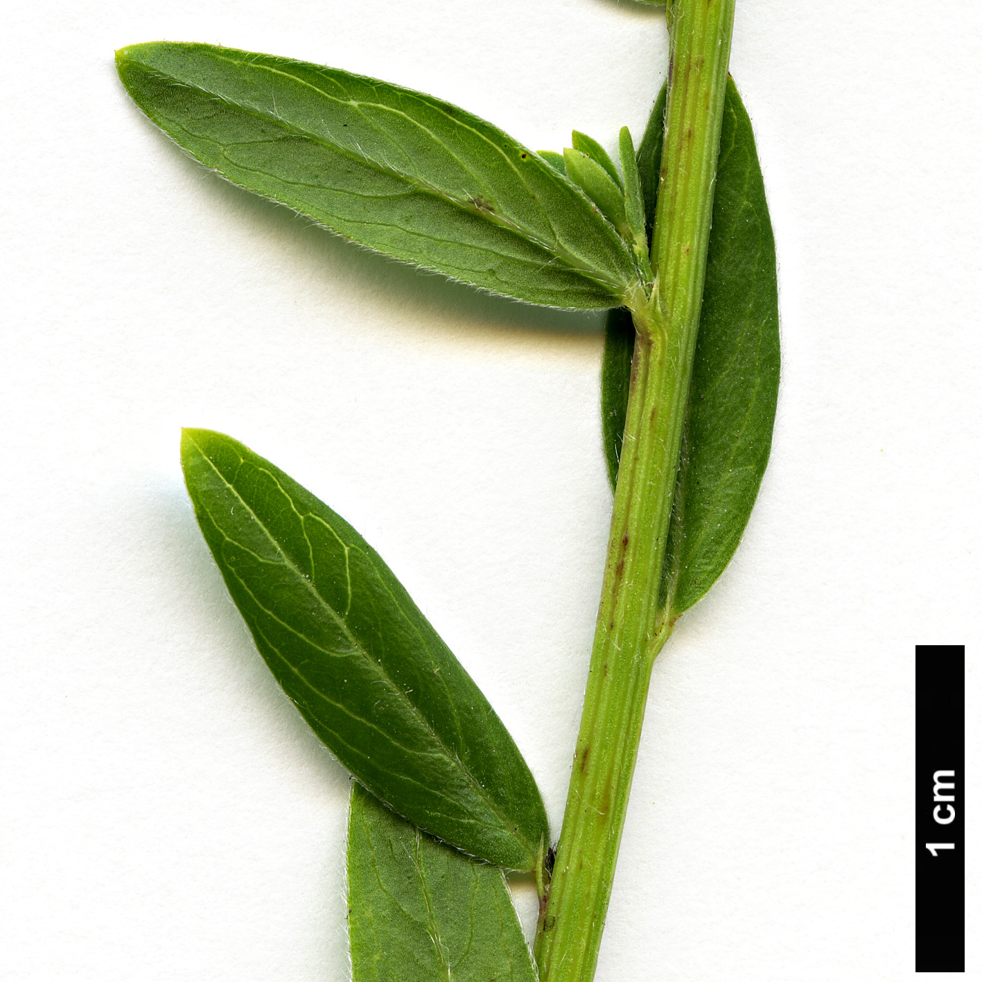 High resolution image: Family: Fabaceae - Genus: Genista - Taxon: tinctoria