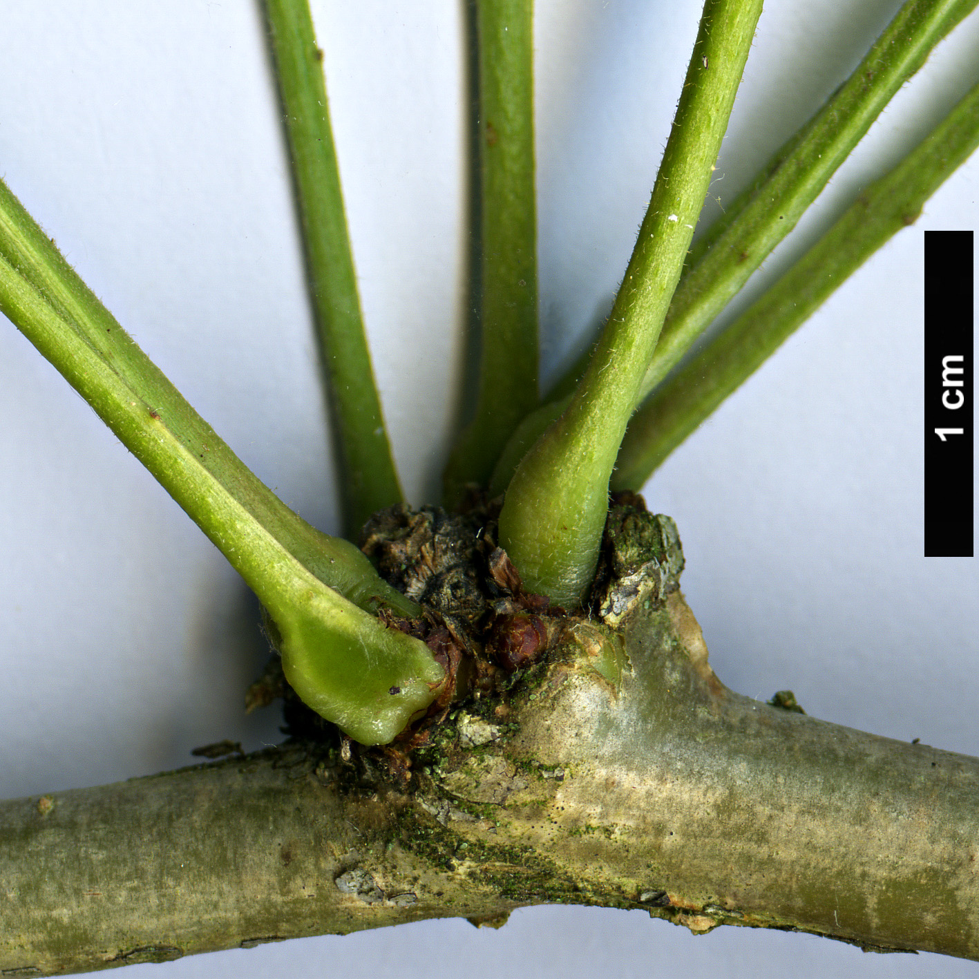 High resolution image: Family: Fabaceae - Genus: Gleditsia - Taxon: macracantha