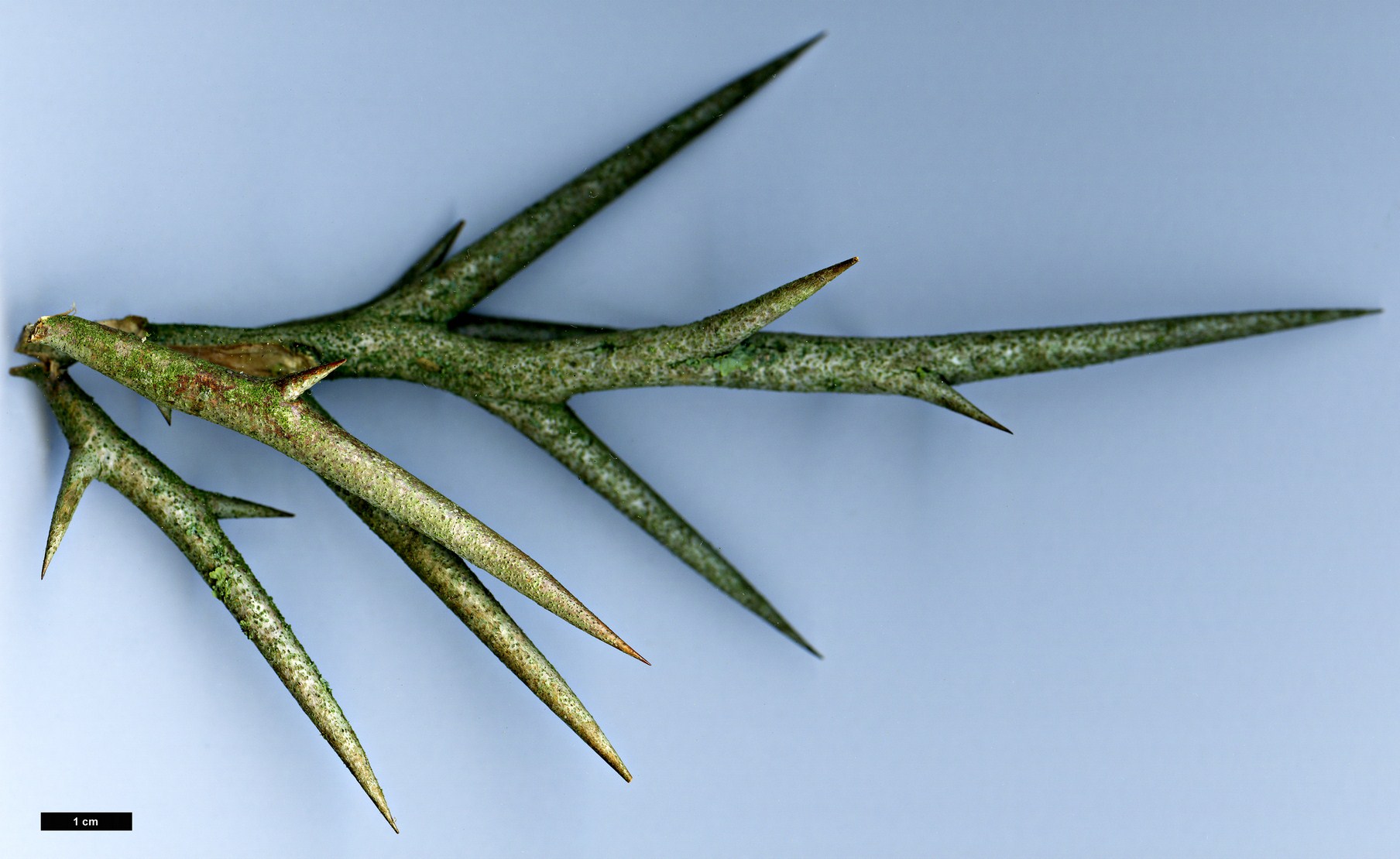High resolution image: Family: Fabaceae - Genus: Gleditsia - Taxon: sinensis