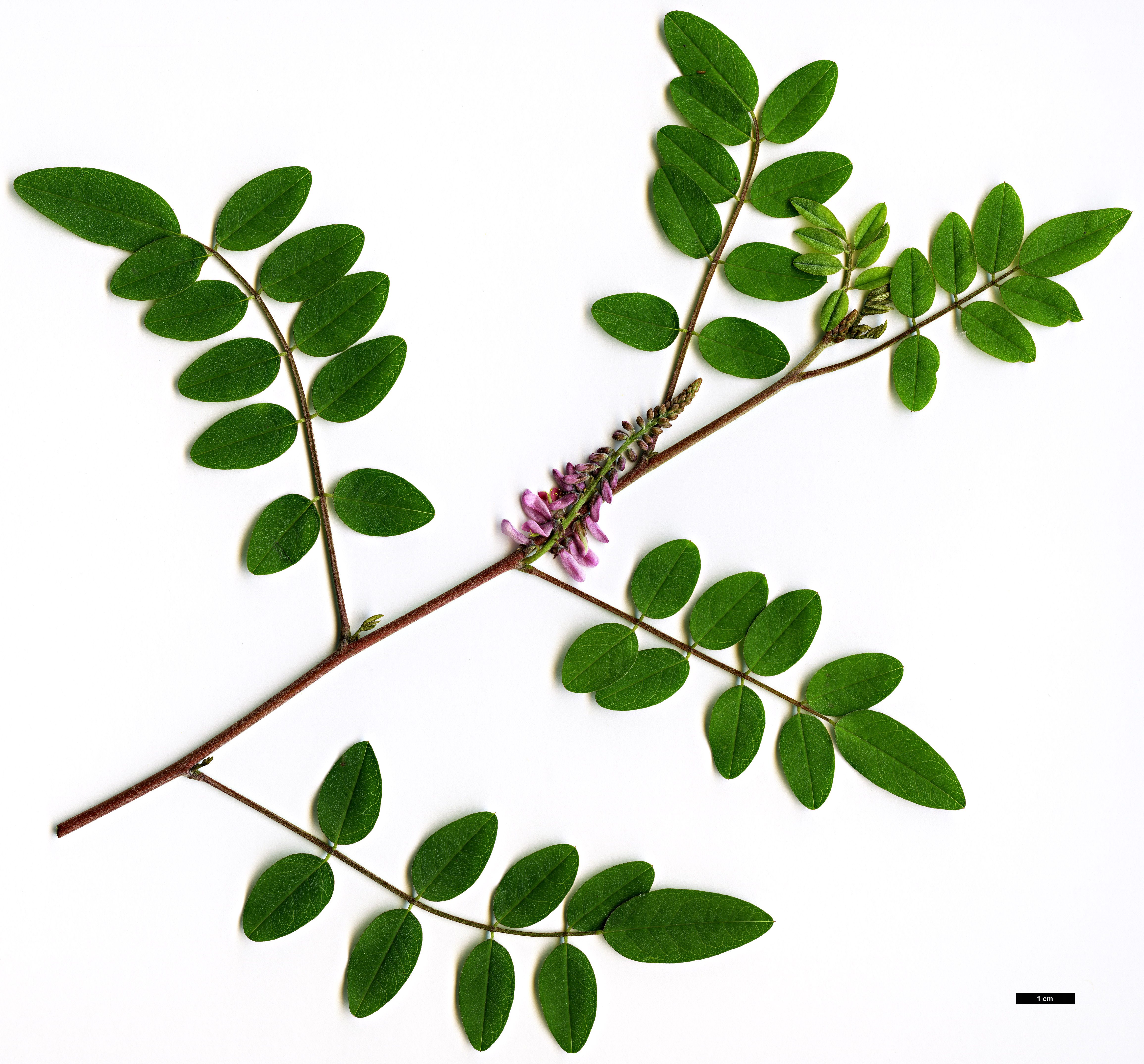High resolution image: Family: Fabaceae - Genus: Indigofera - Taxon: amblyantha